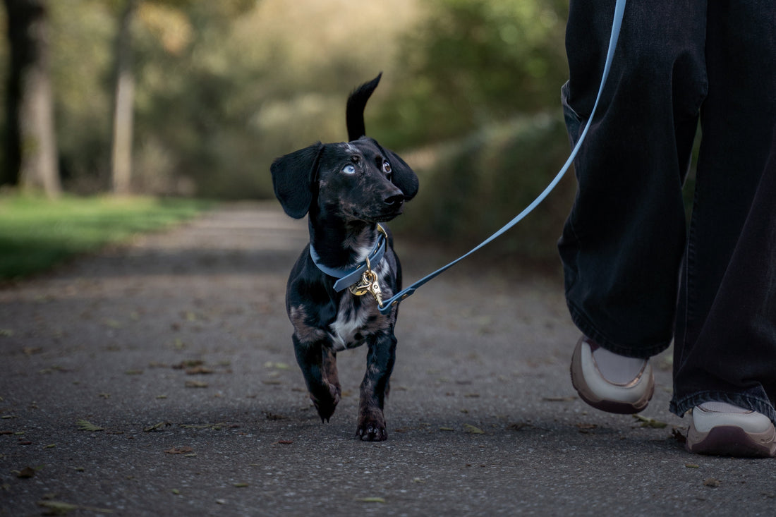 Wanneer is het te warm om je hond uit te laten?