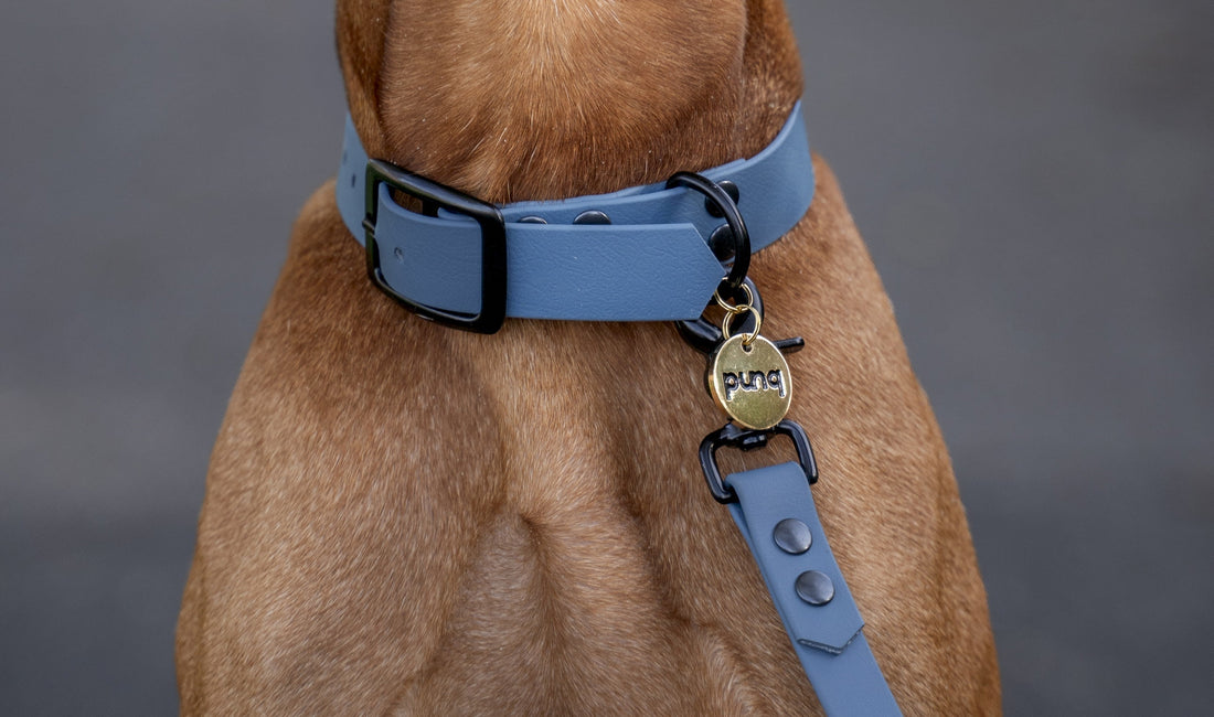 Hoe meet je de halsomtrek van je hond