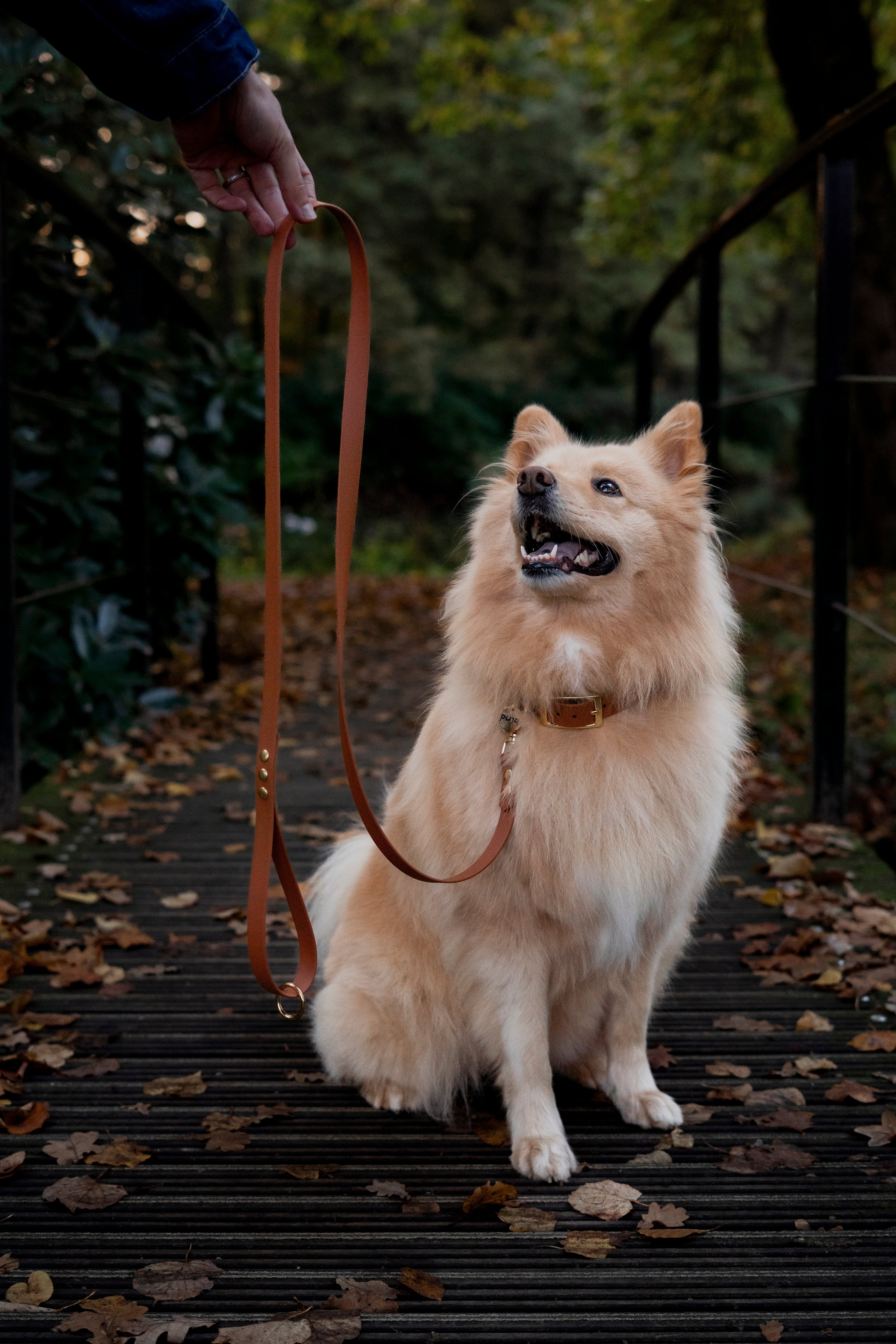 Eurasier tijdens een herfstwandeling met gevallen bladeren en eikels
