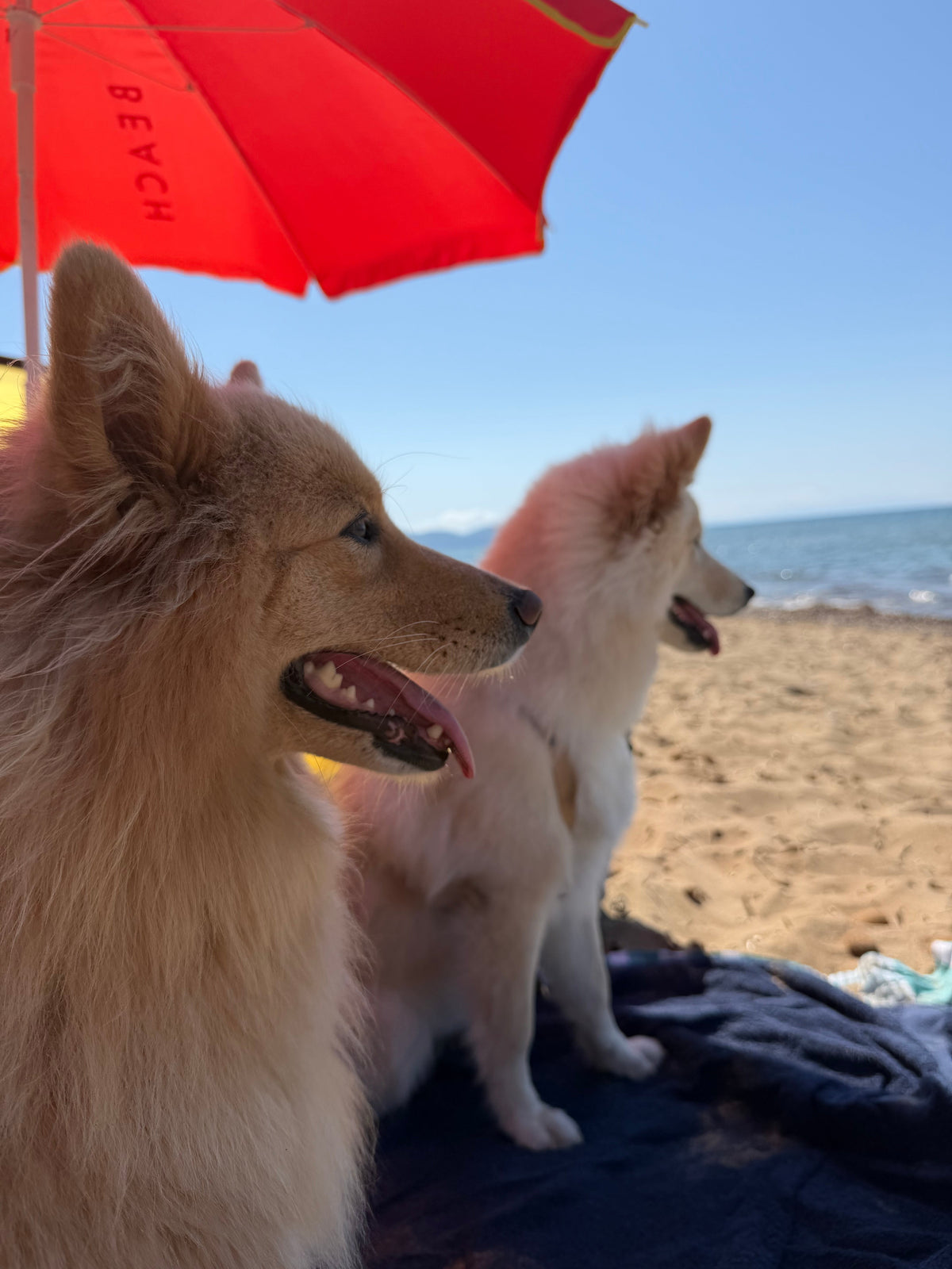 Met de honden naar Toscane: onze eerste vakantie met River en Charlie