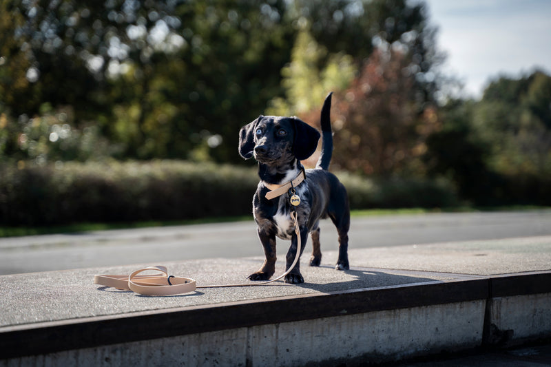 Honden