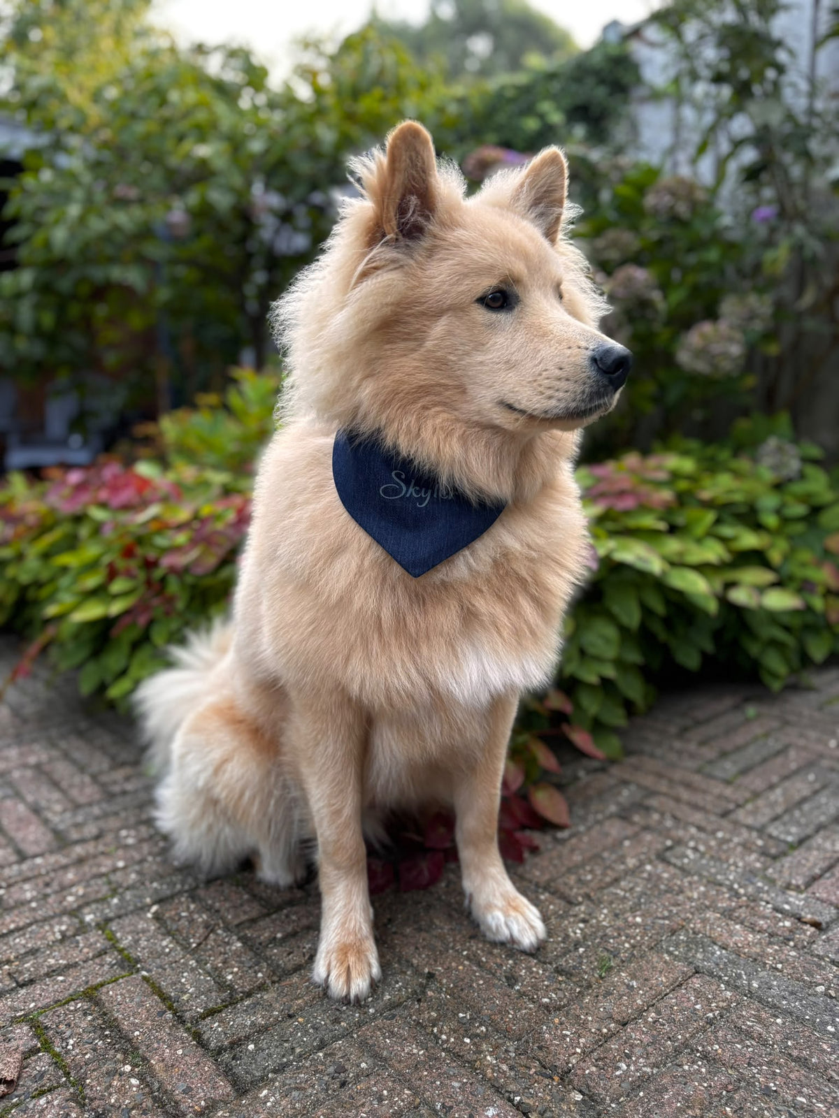 Personalized Denim Dog Bandana with Name | punq