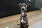 Puppy Halsband Hond | punq