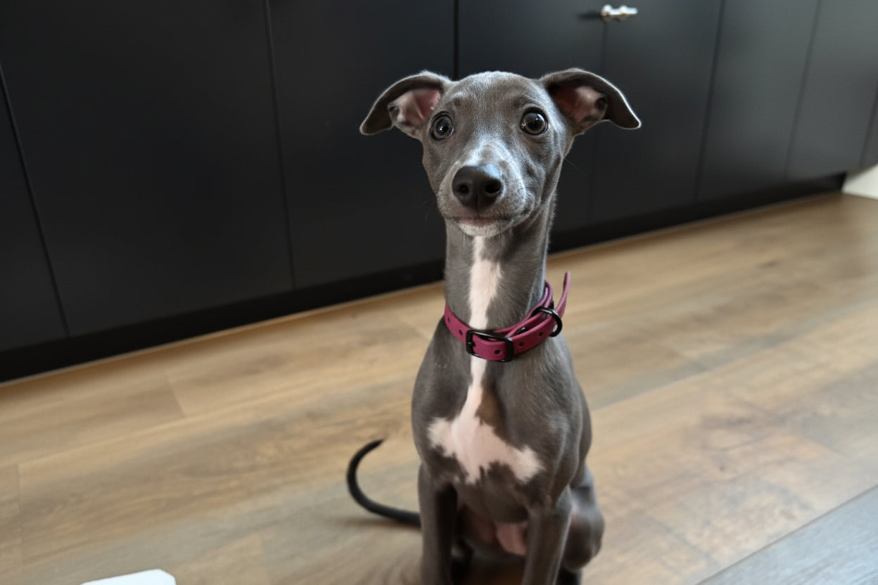 Puppy Dog Collar | punq