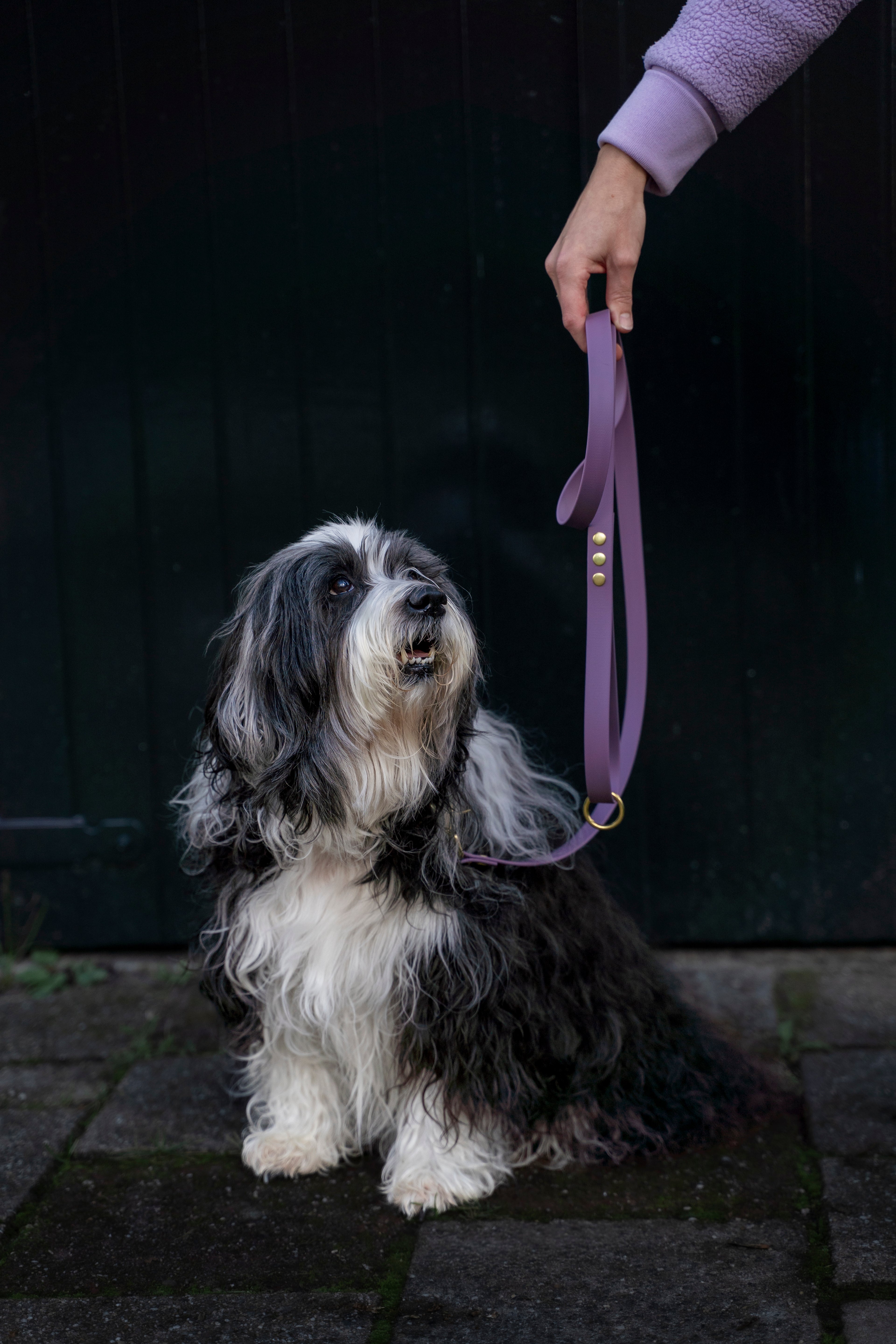 Close-up van Tibetaanse terrier voor een donkere achtergrond. De hond draagt een halsband en riem van het merk punq in de kleur Light Purple