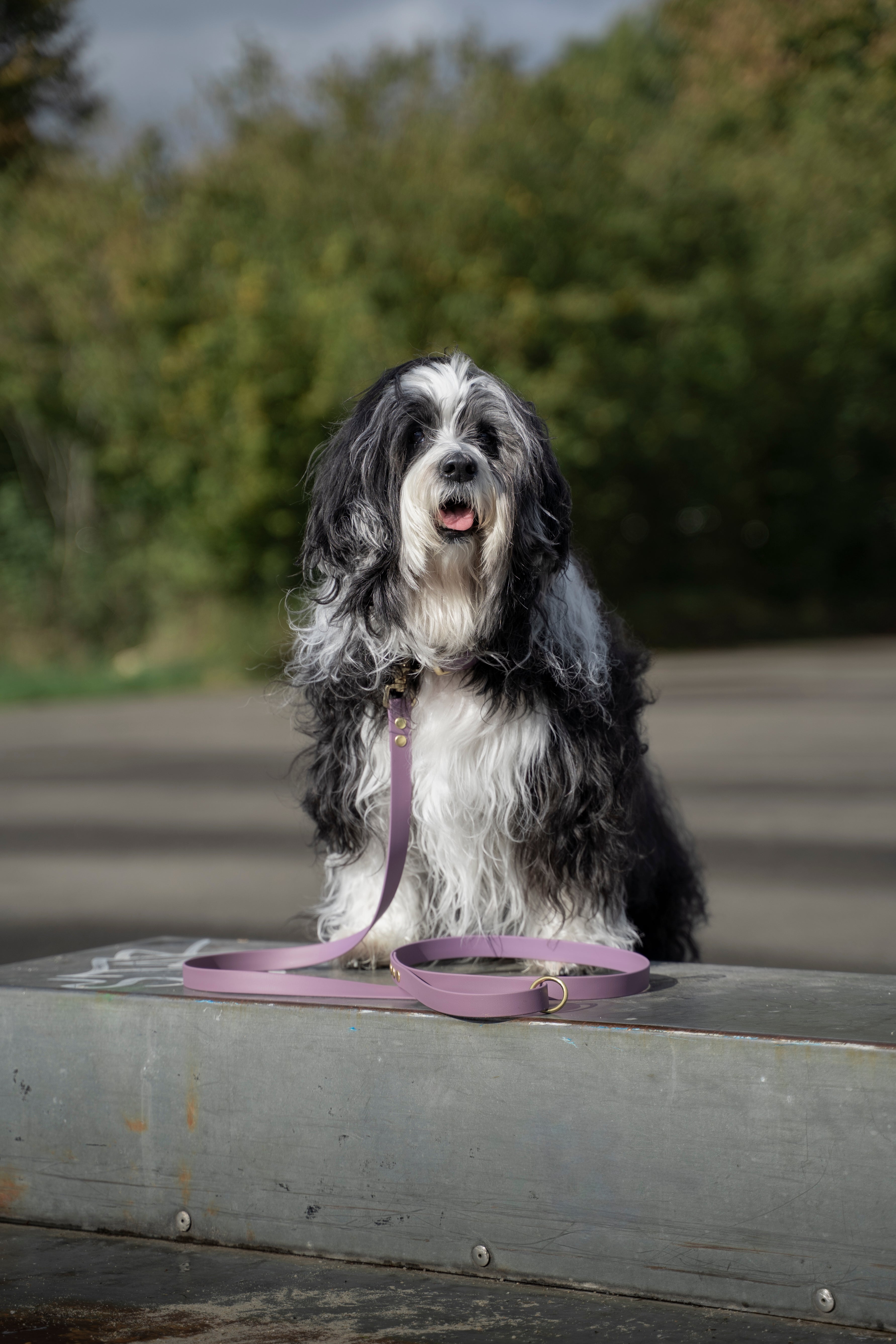 close-up Tibetaanse terrier. De hond draagt een halsband en riem van het merk punq in de kleur licht paars