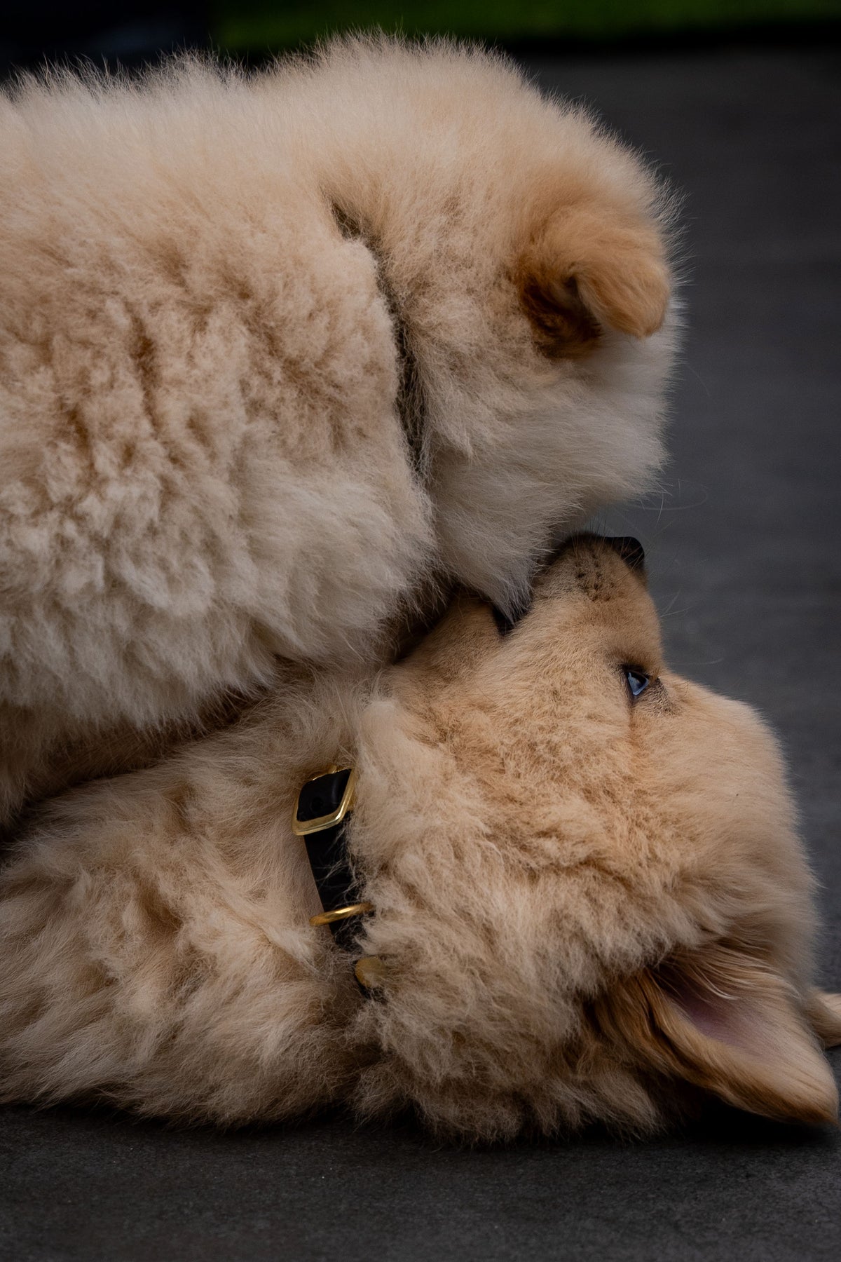 Puppy Halsband Hond | punq