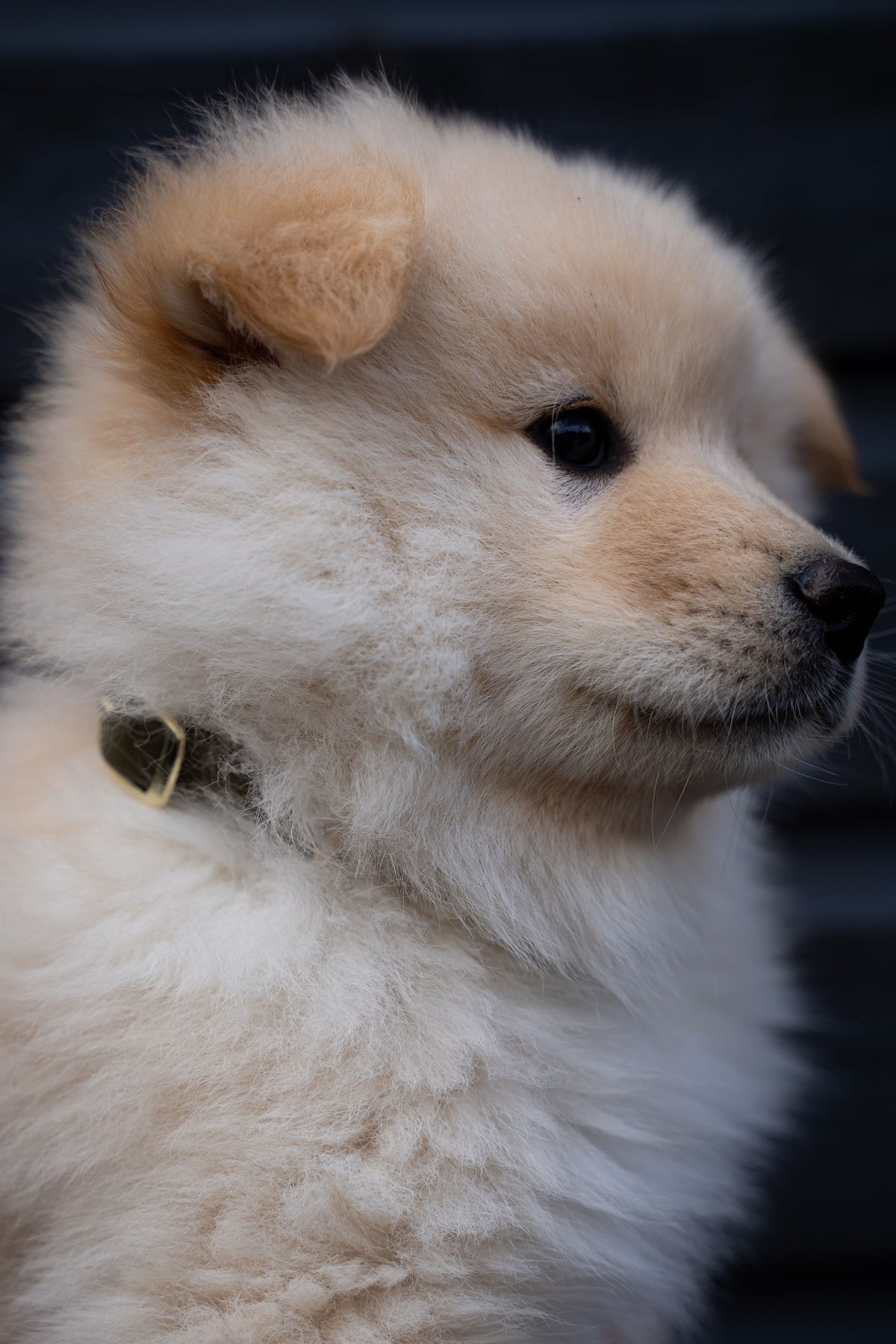 Puppy Halsband Hond | punq