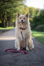Bundle | Dog Collar and Standard Dog Leash | punq