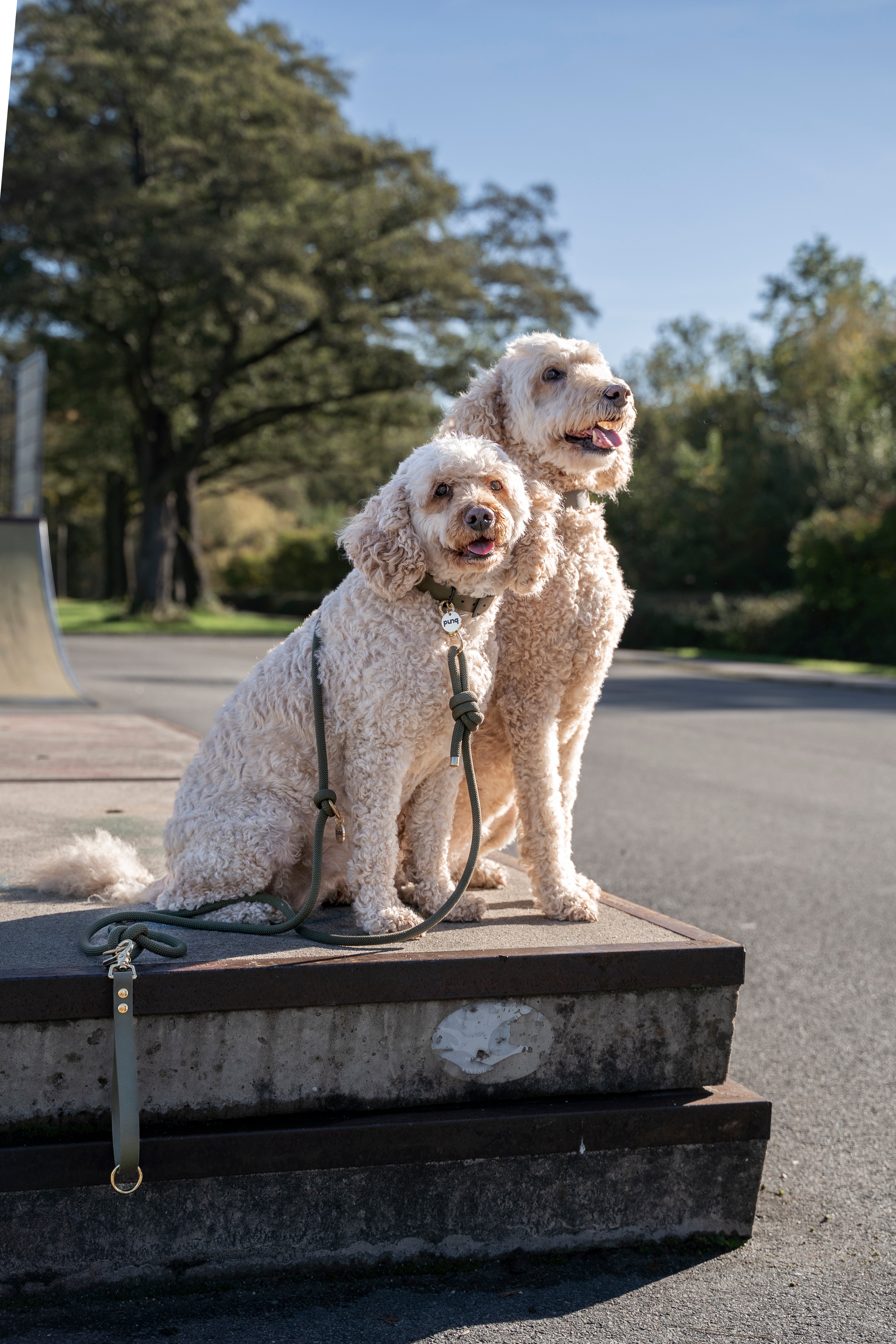 close-up van 2 Labradoodles die naast elkaar op een verhoging zitten. De honden dragen beide een halsband en riem van het merk punq in de kleur Olive Green