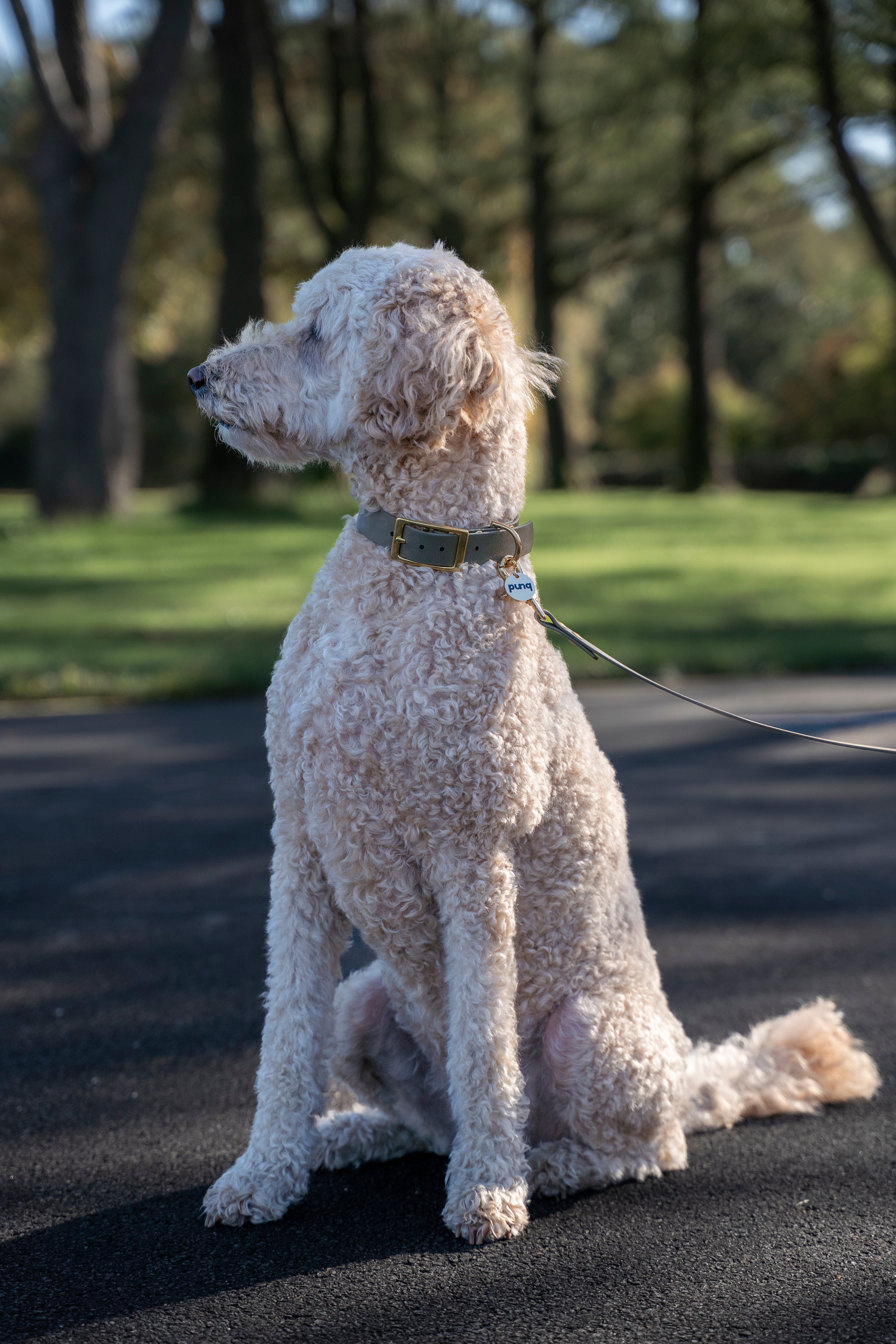 Close-up van Labradoodle draagt een halsband en riem van het merk punq in de kleur Olijf groen