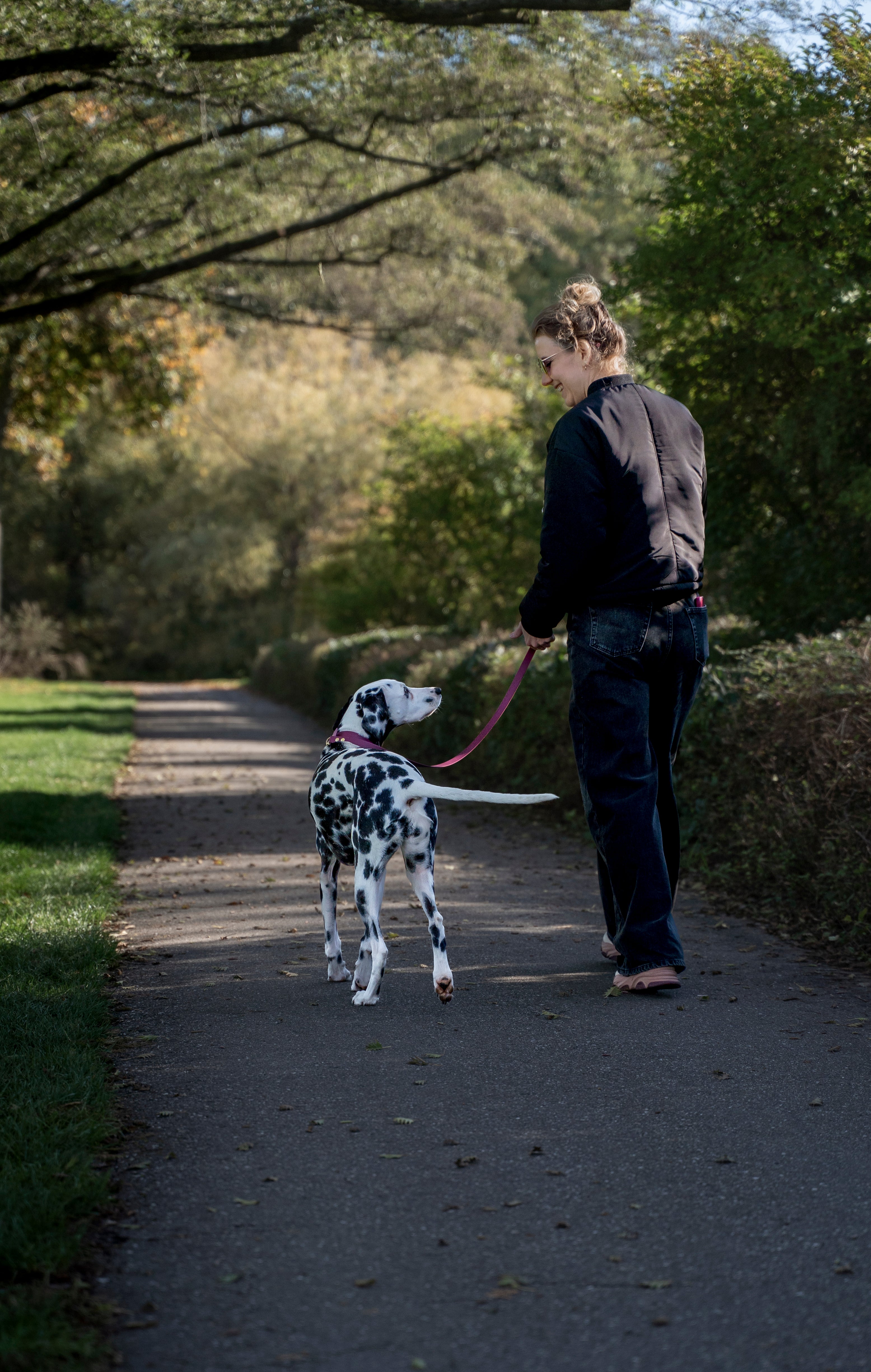 vrouw loopt met een dalmatier in een park met wine red halsband van het merk punq