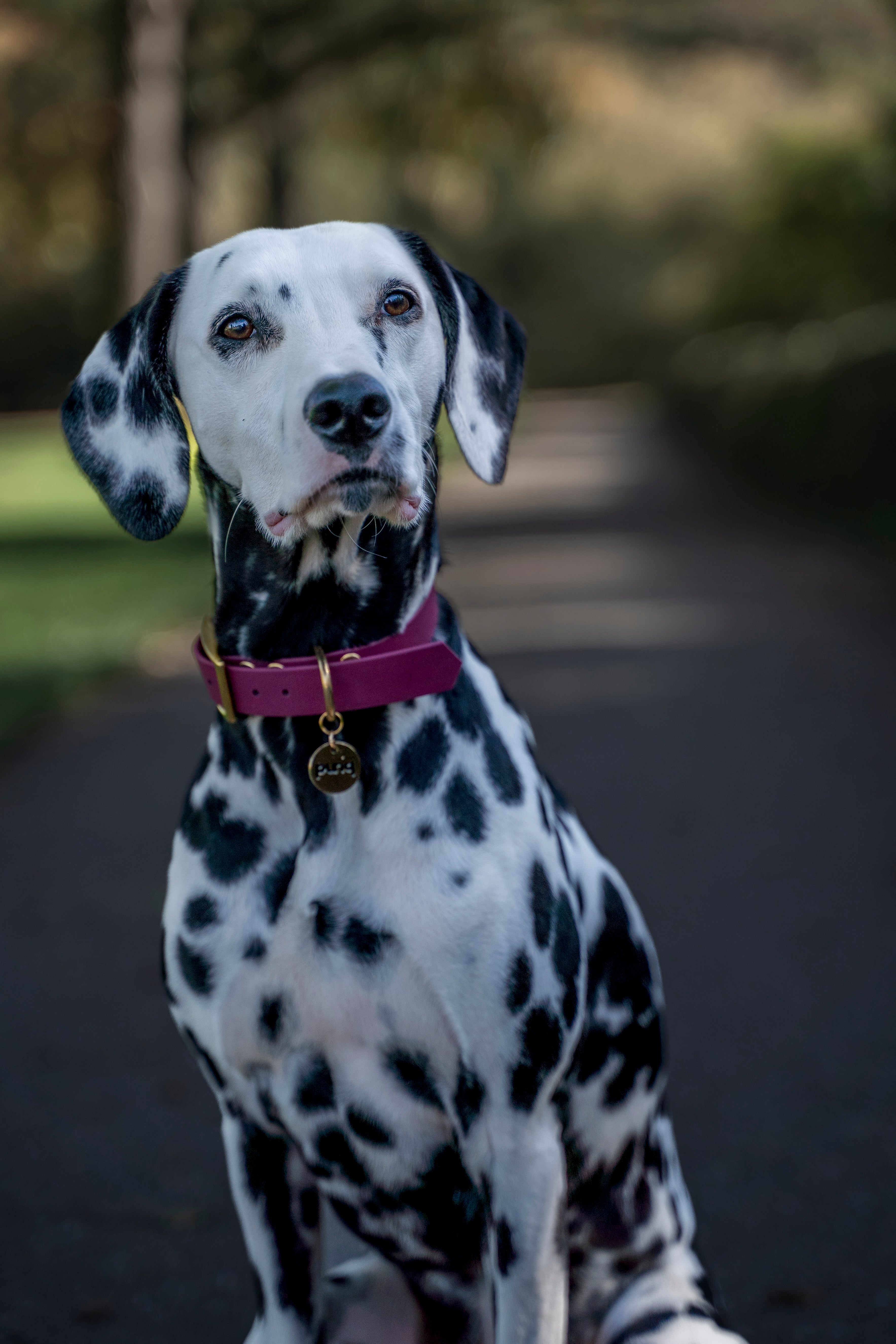 close-up van dalmatier met wijnrode halsband van het merk punq
