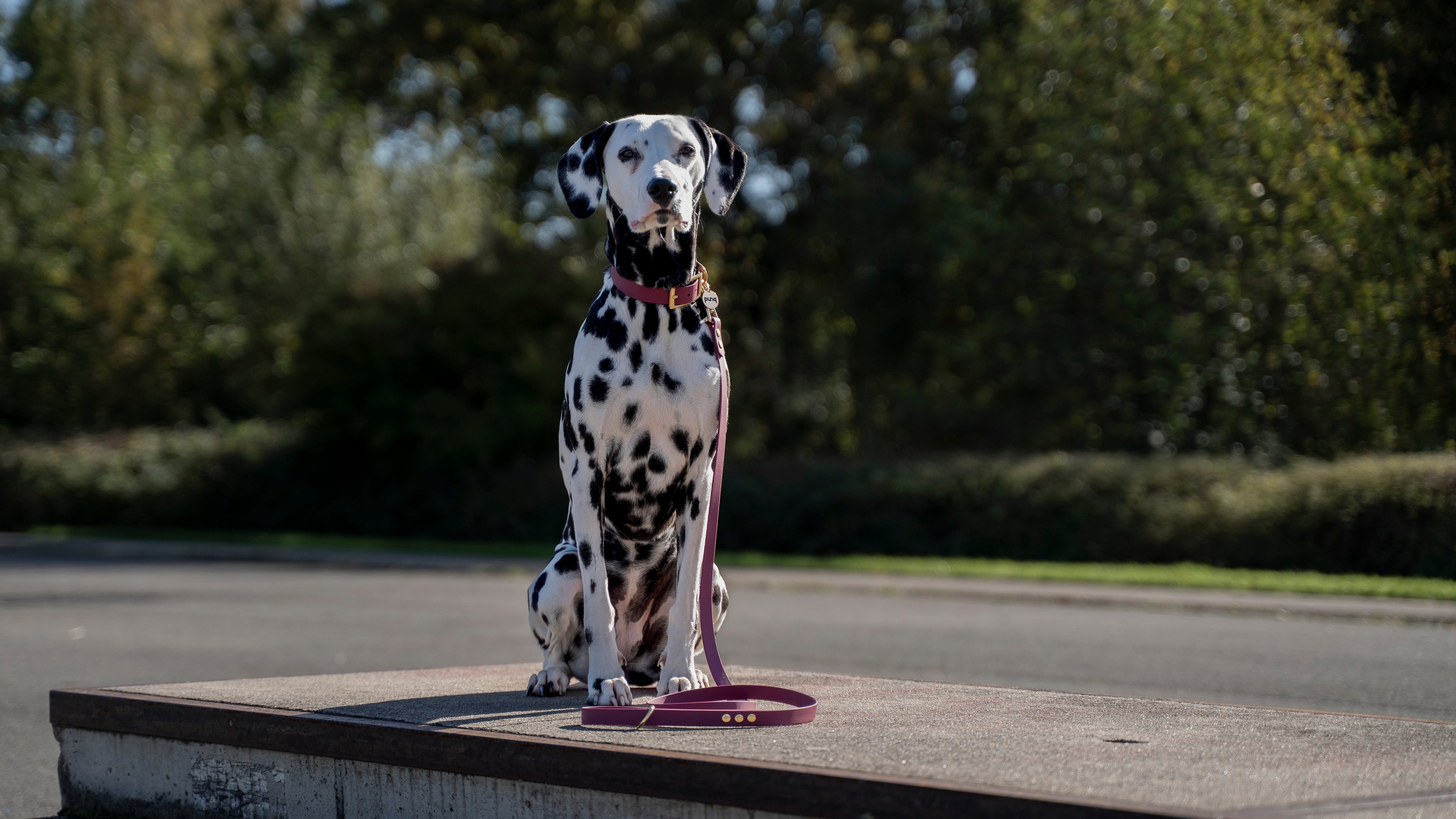 Dalmatier van voor, zittend in een park, draagt een wijnrode halsband van het merk punq