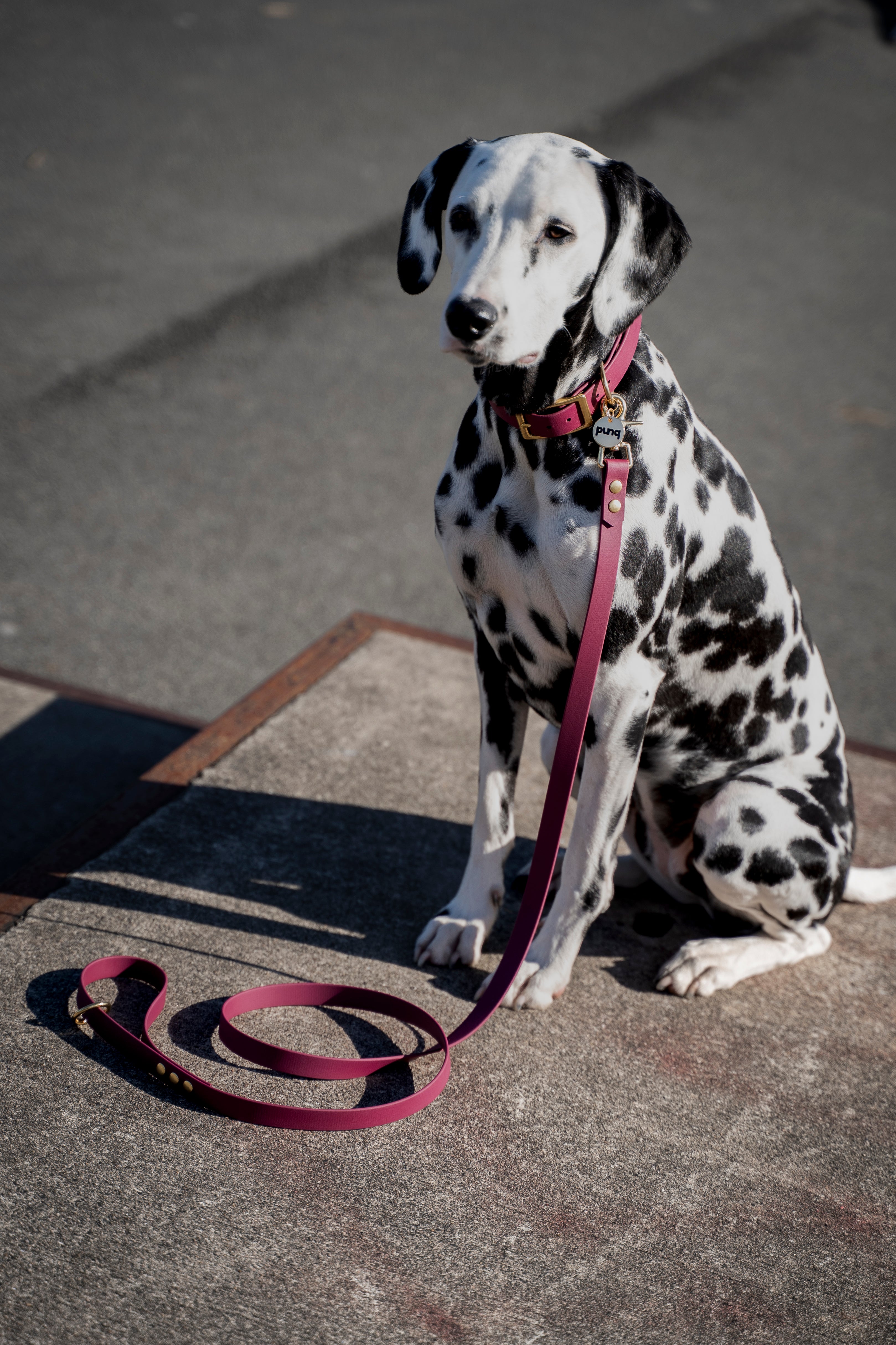 close-up van dalmatier met een wine red halsband van het merk punq. 
