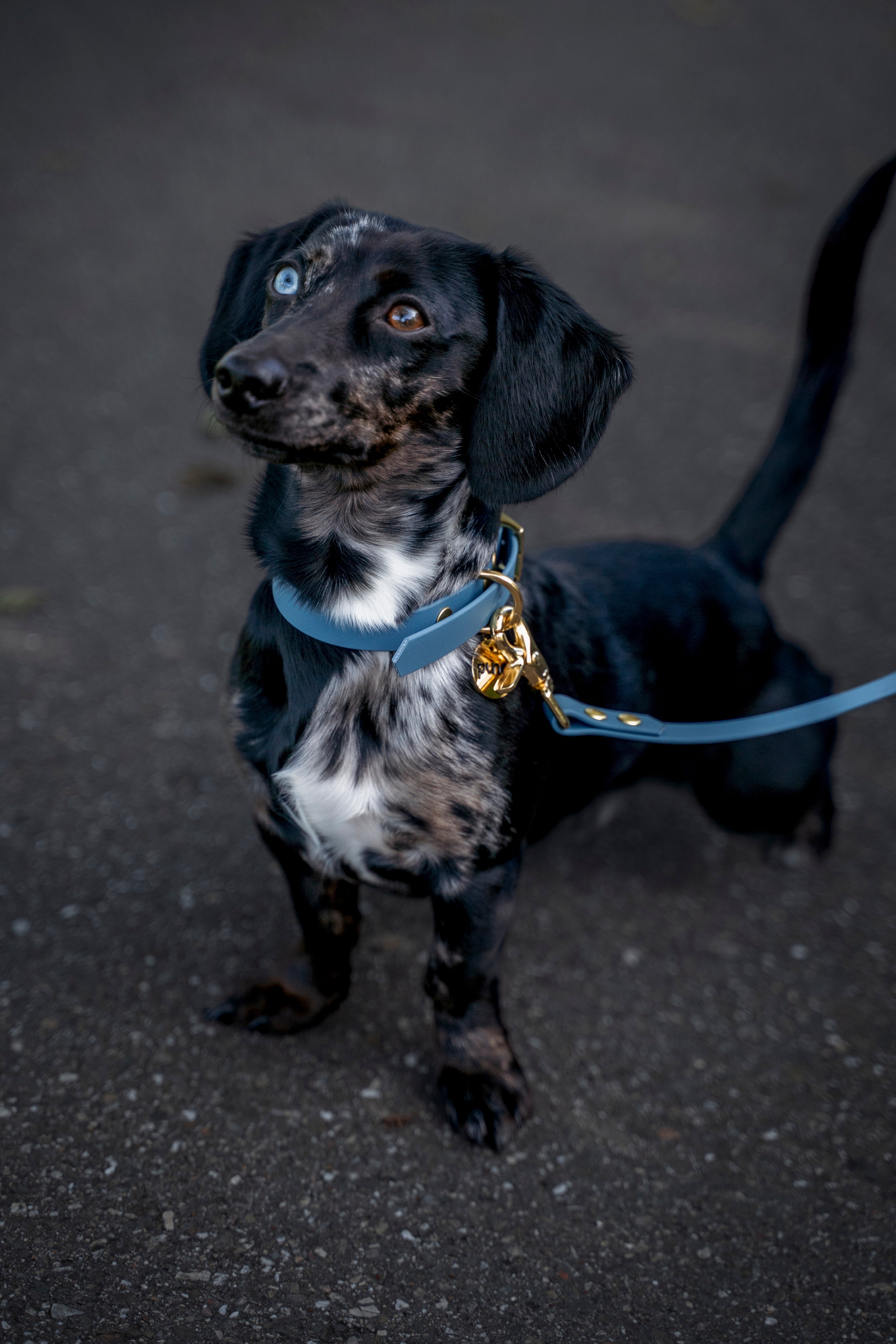 Standaard set PETROL BLUE | Messing