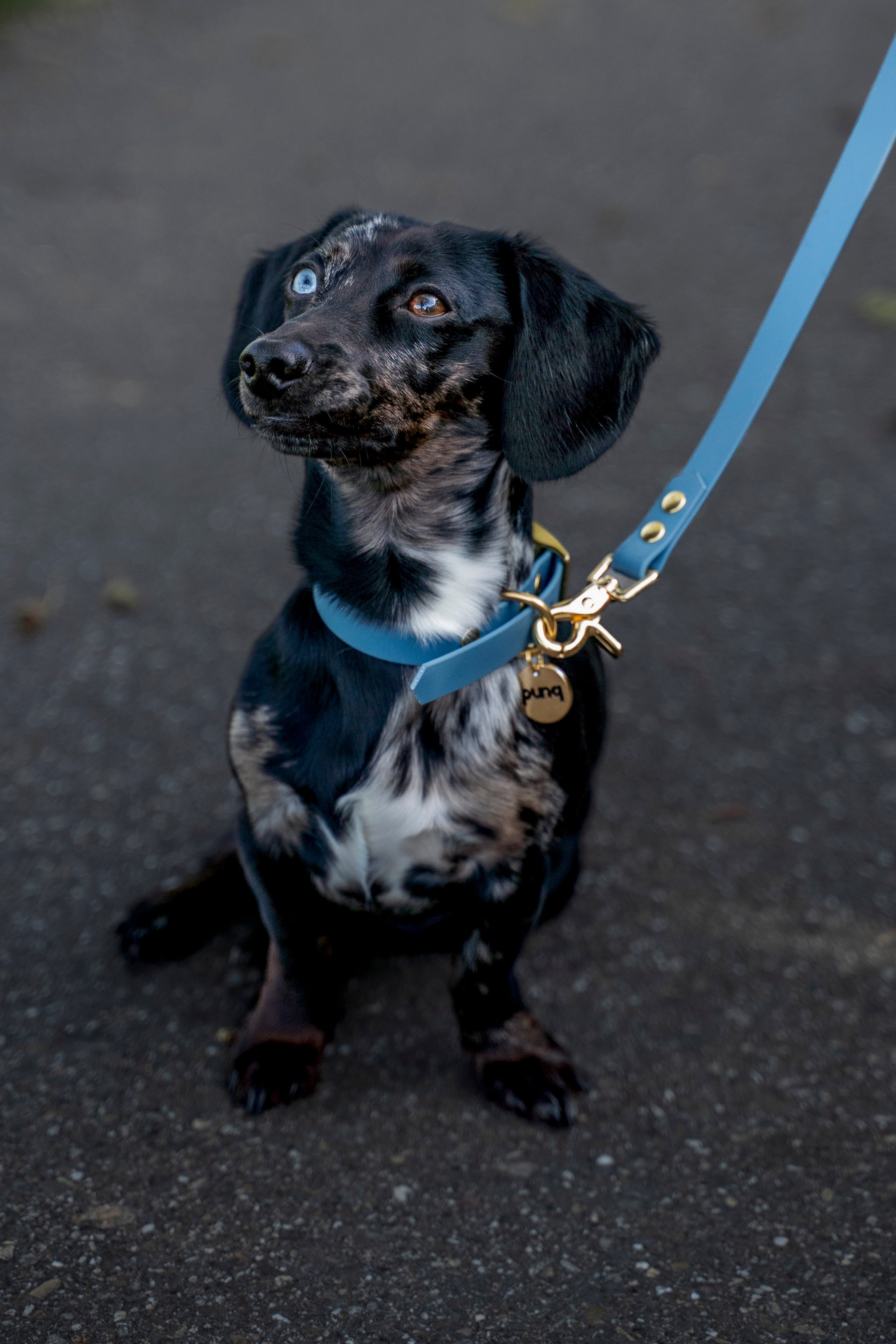 close-up van miniteckel, welke een halsband en riem van het merk punq in de kleur Petrol Blue draagt