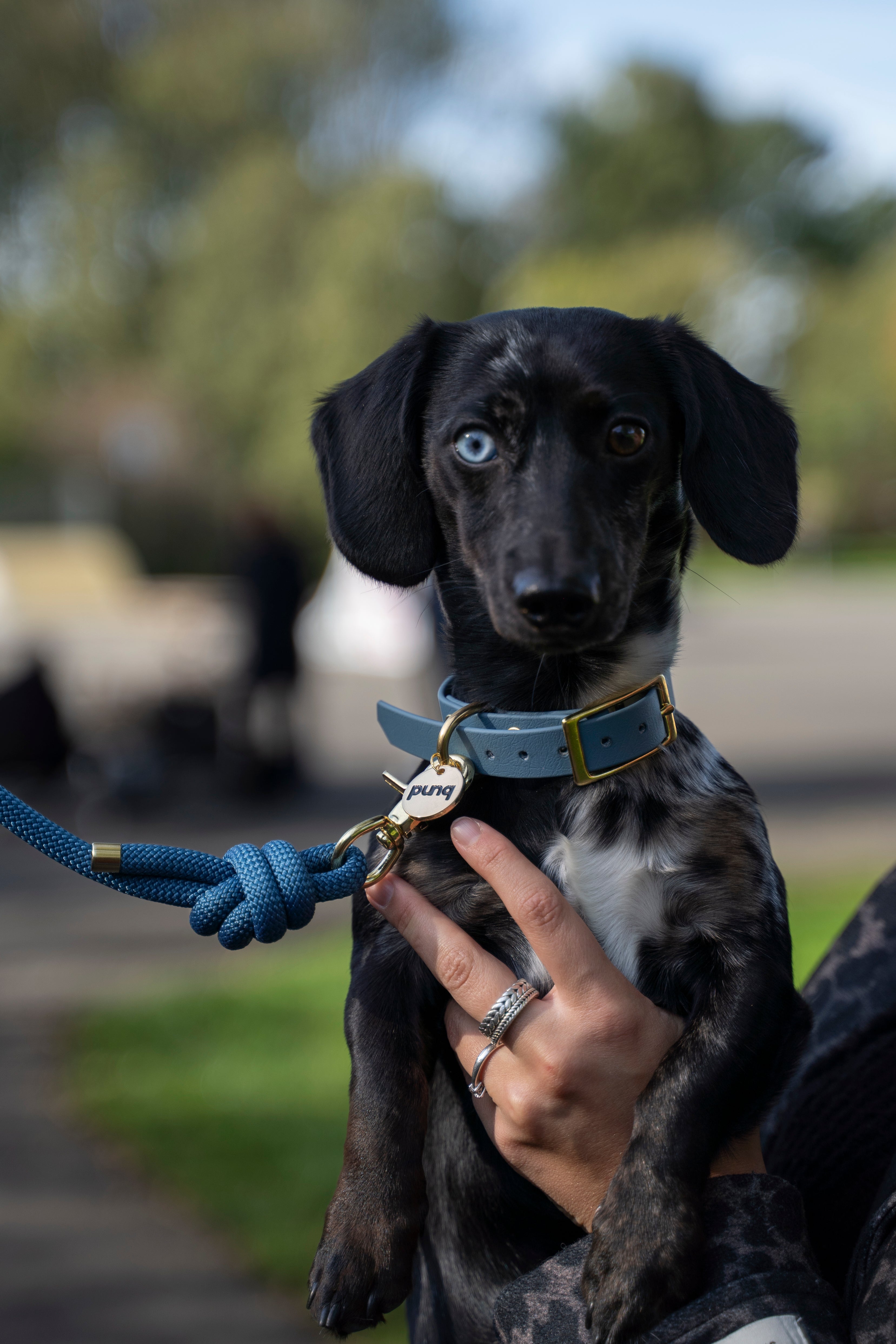 close-up van miniteckel op de arm. De hond draagt een halsband en riem van het merk punq in de kleur Petrol Blue