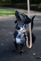 Dog collar | punq