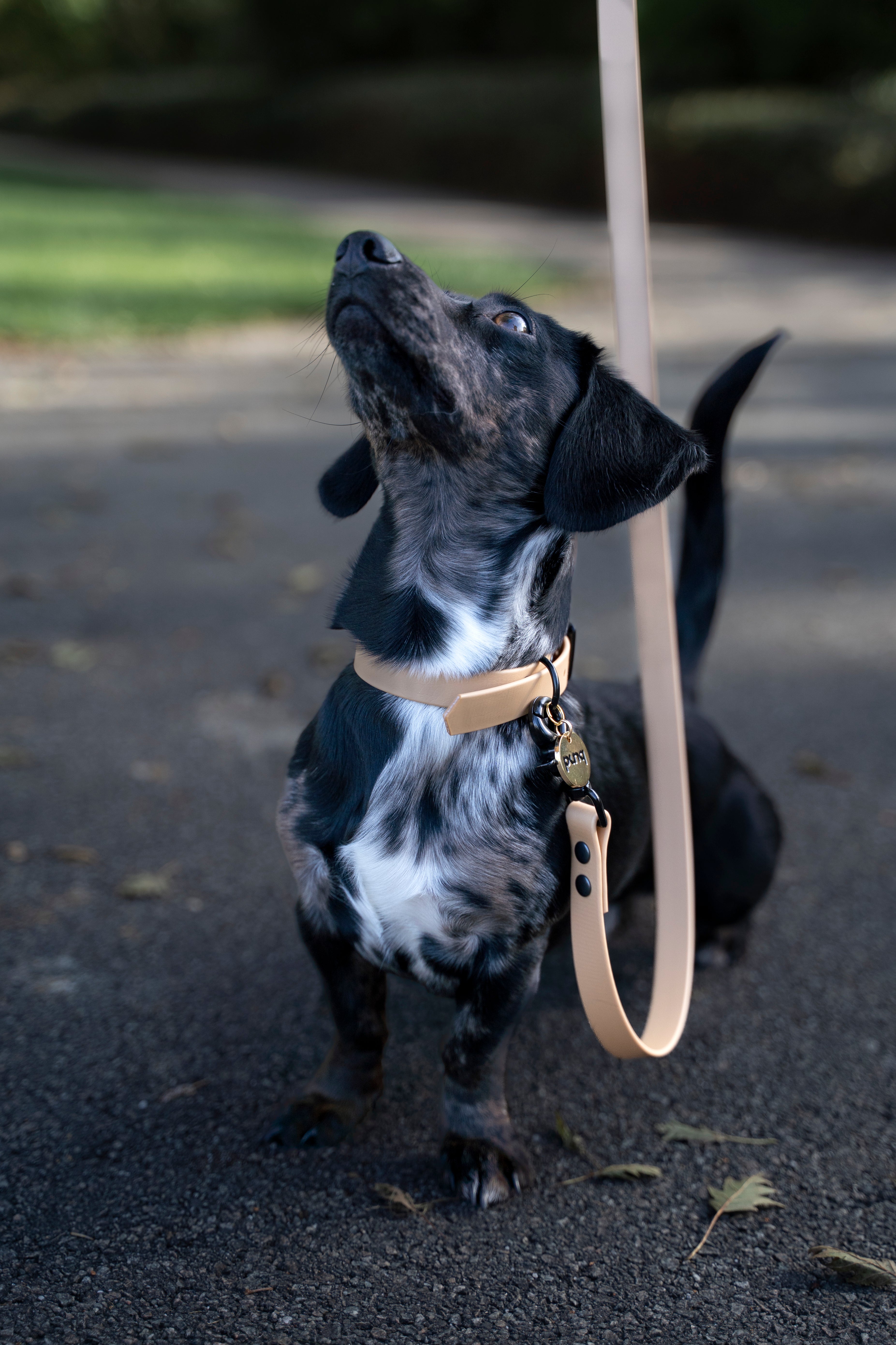 close-up van miniteckel die naar boven kijkt. De hond draagt een halsband en riem van het merk punq in de kleur Beige