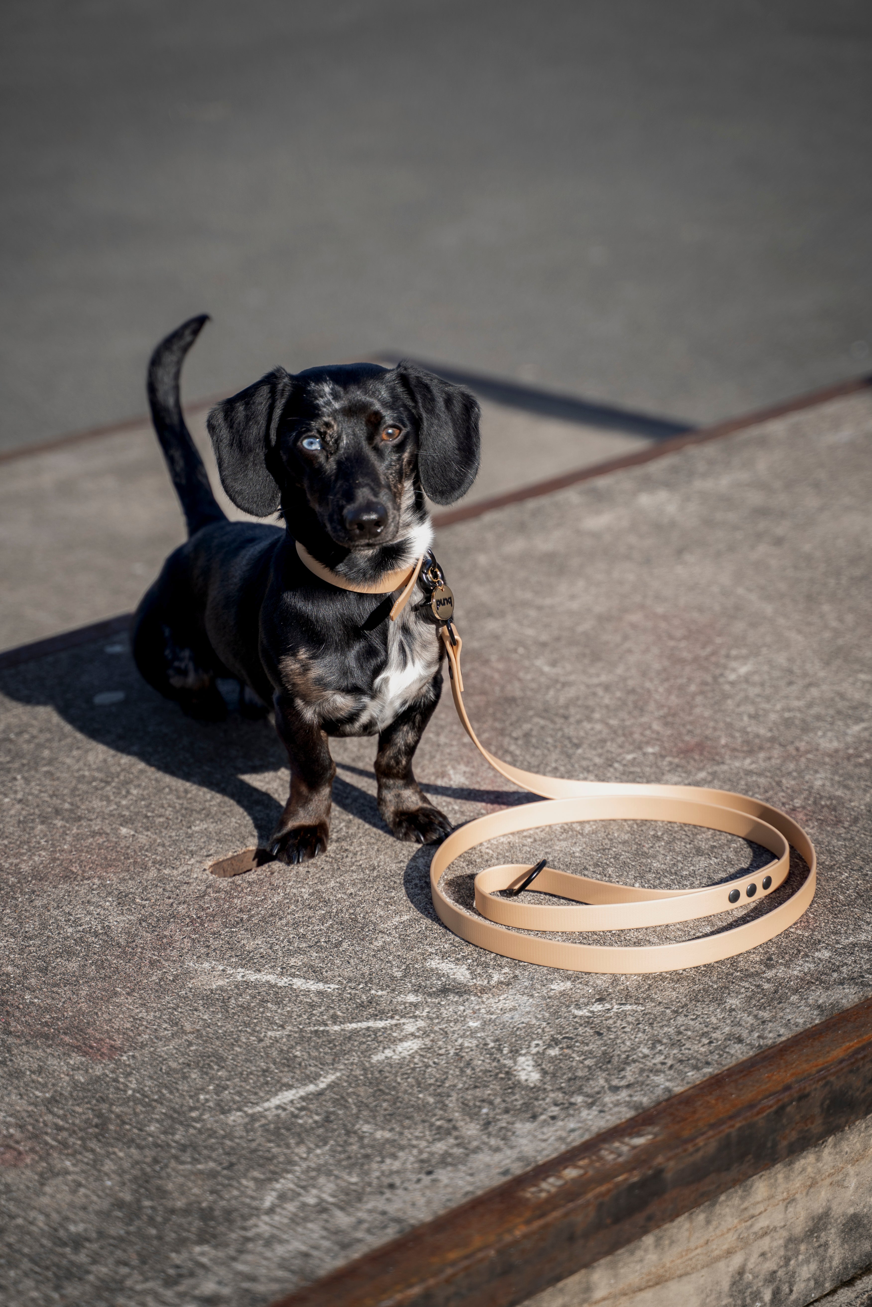 close-up van miniteckel deze draag een riem en halsband van het merk punq in de kleur beige