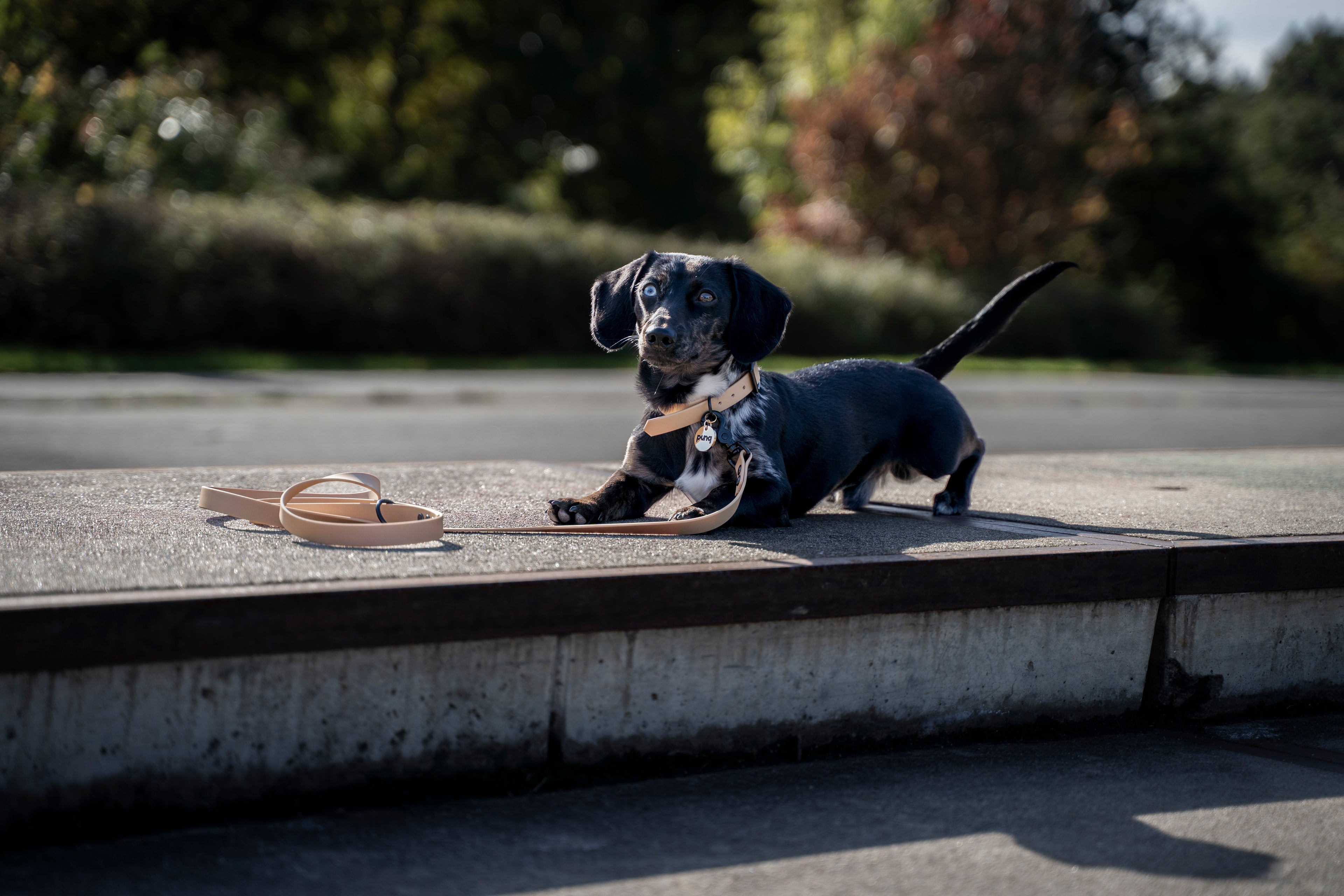 close-up van miniteckel in het park. De hond draagt een halsband en riem van het merk punq in de kleur Beige