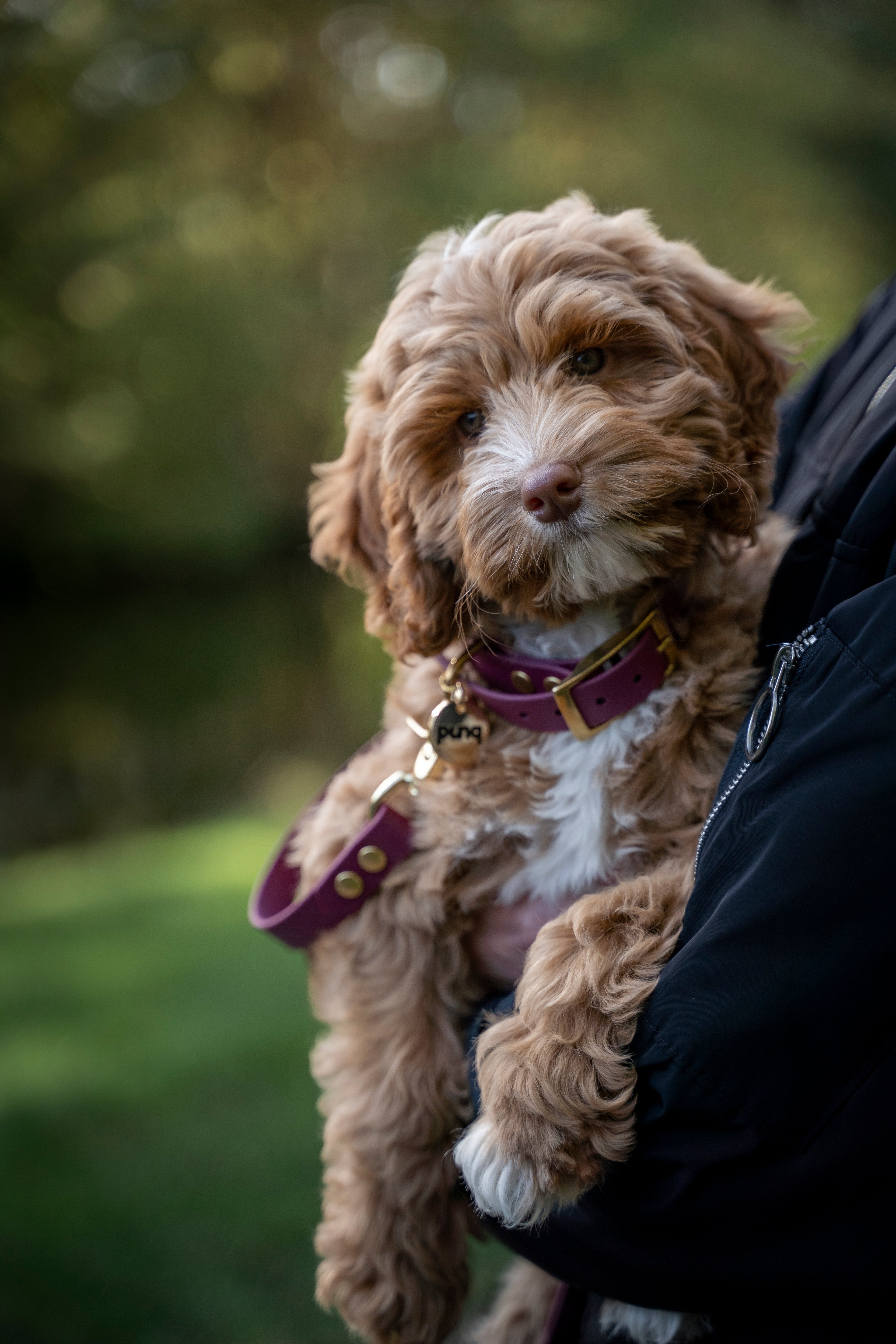 close-up van een labradoodle pup op de arm. pup draagt een wijnrode halsband en riem van het merk punq