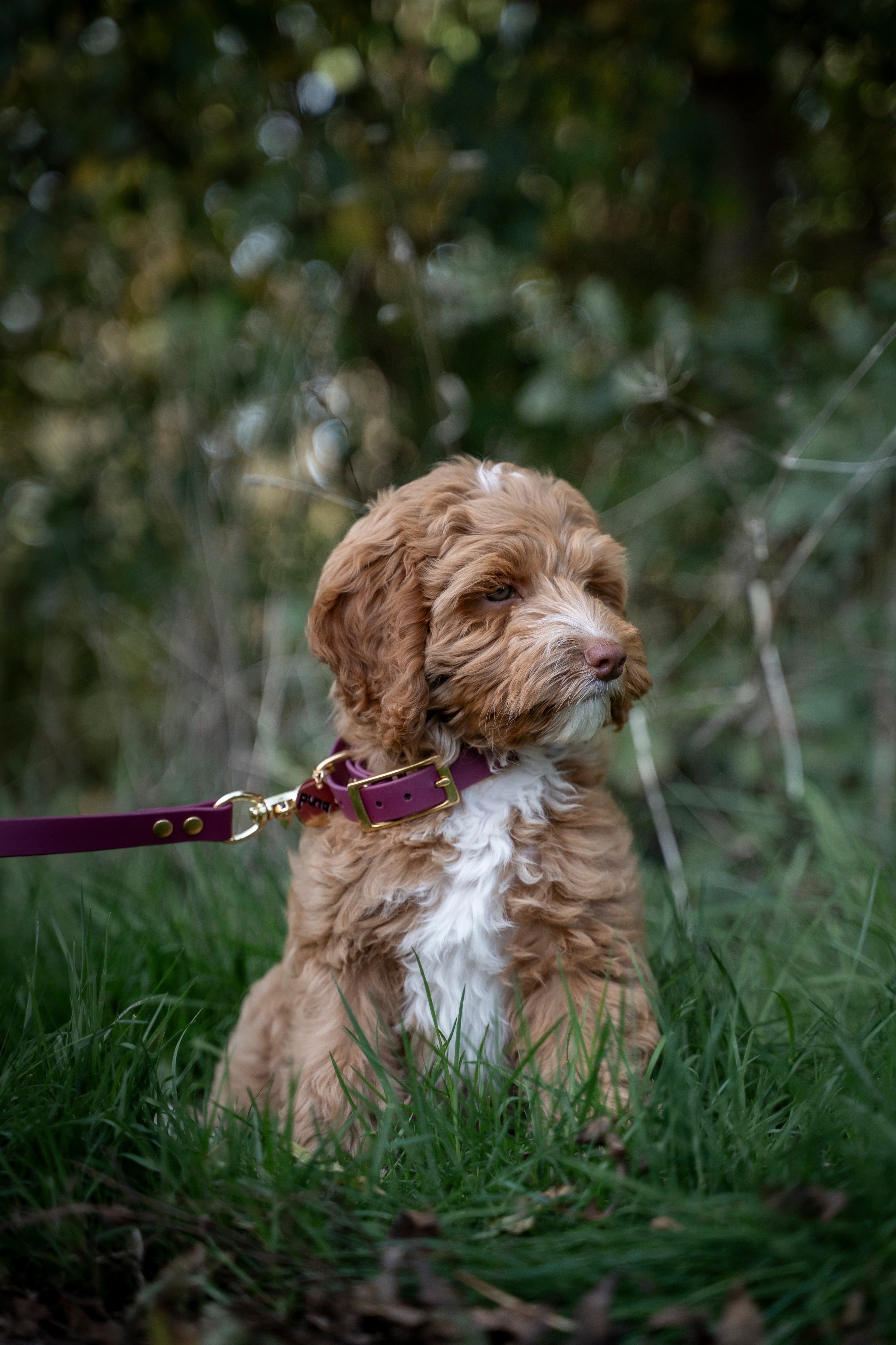 close-up van een labradoodle pup in het gras. pup draagt een halsband en riem van het merk punq in de kleur wine red