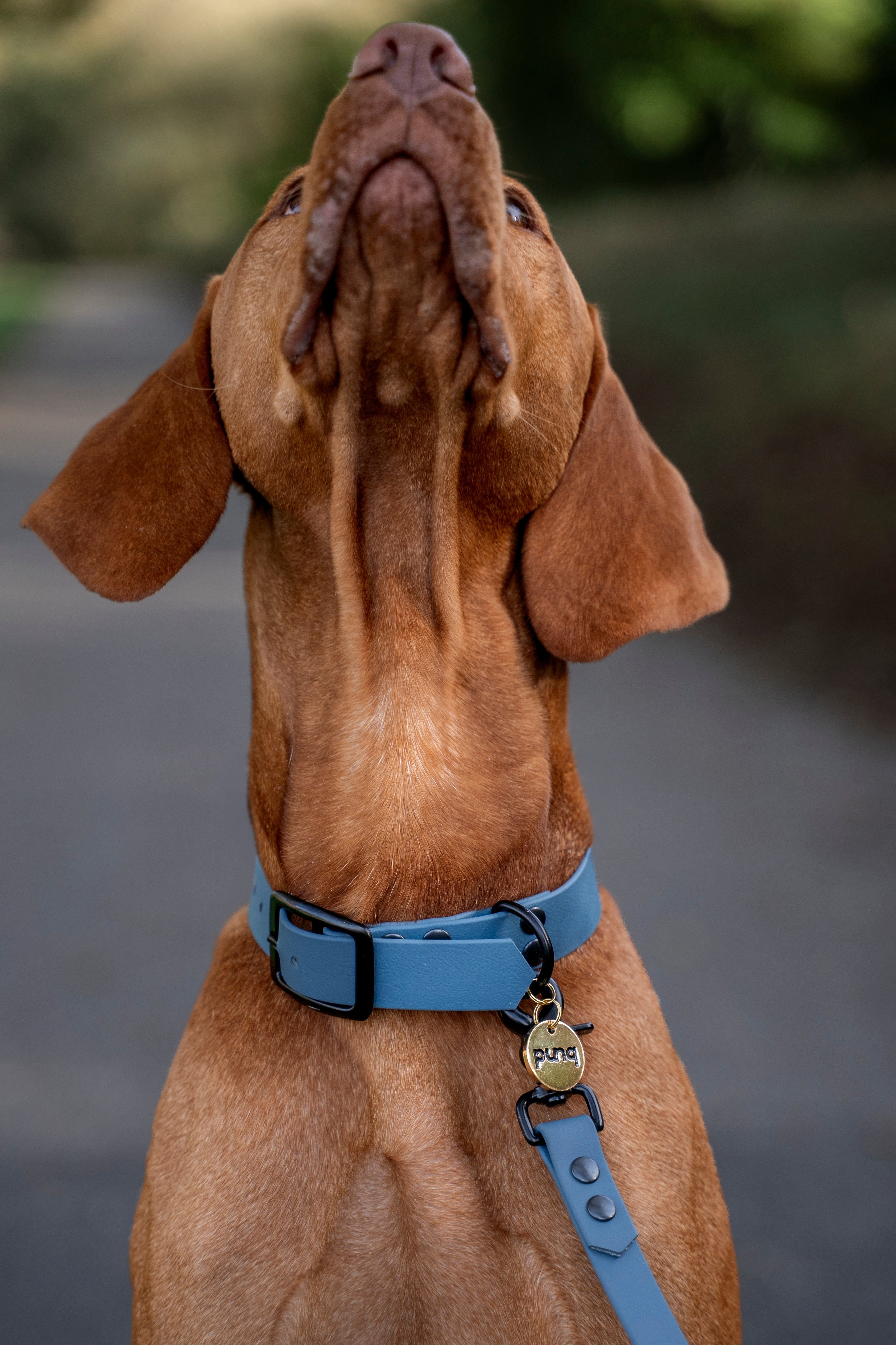 close-up van Viszla die omhoog kijkt. De hond draagt een halsband van het merk punq in de kleur Petrol Blue