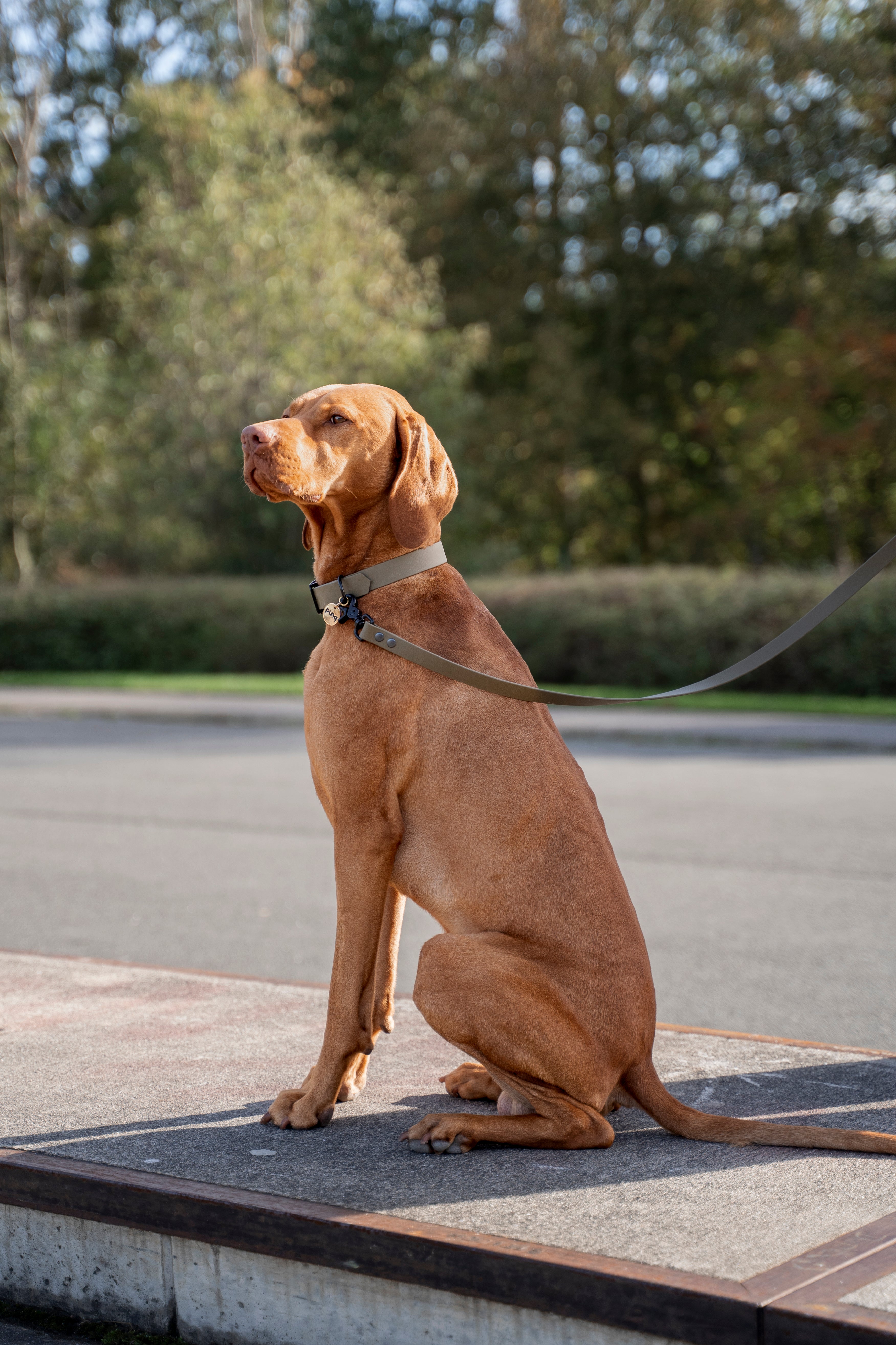 close-up van de zijkant van een Vizsla. De hond draagt een halsband en riem van het merk punq in de kleur Olive Green