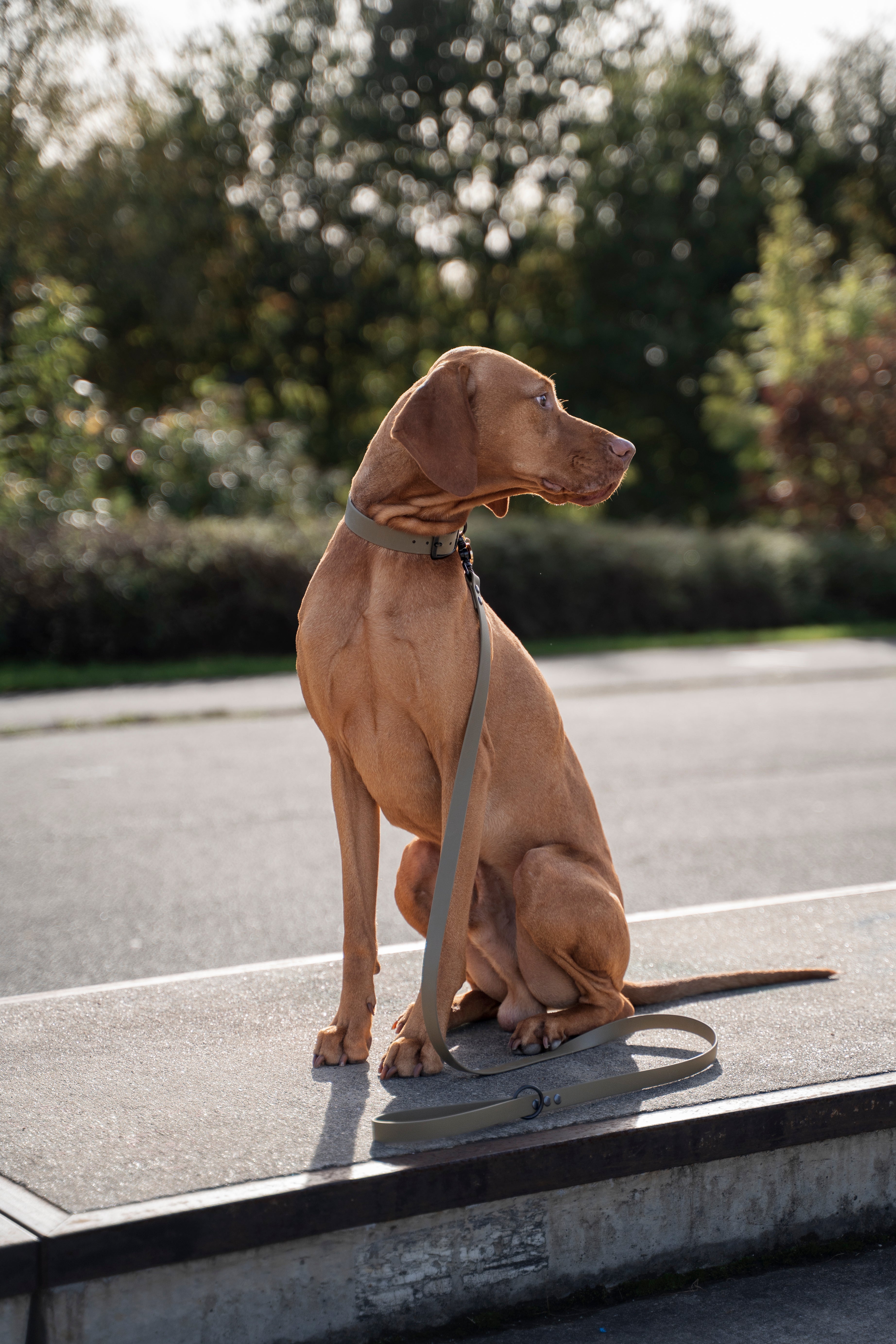 close-up van de zijkant van een Vizsla, zitten op een pleintje in een park. De hond draagt een halsband en riem van het merk punq in de kleur Olive Green