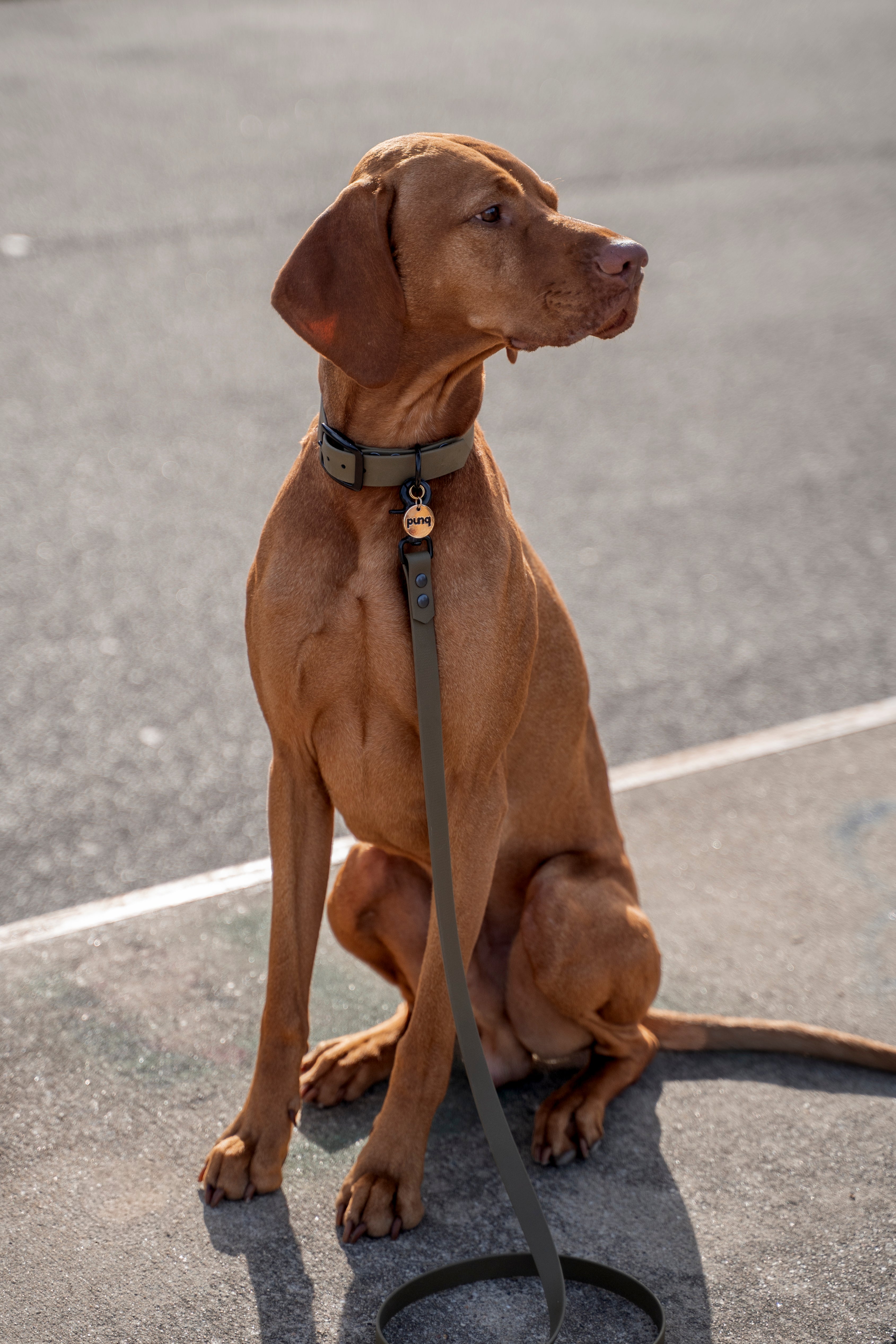 close-up van een Vizsla een halsband en riem van het merk punq in de kleur Olive Green draagt.