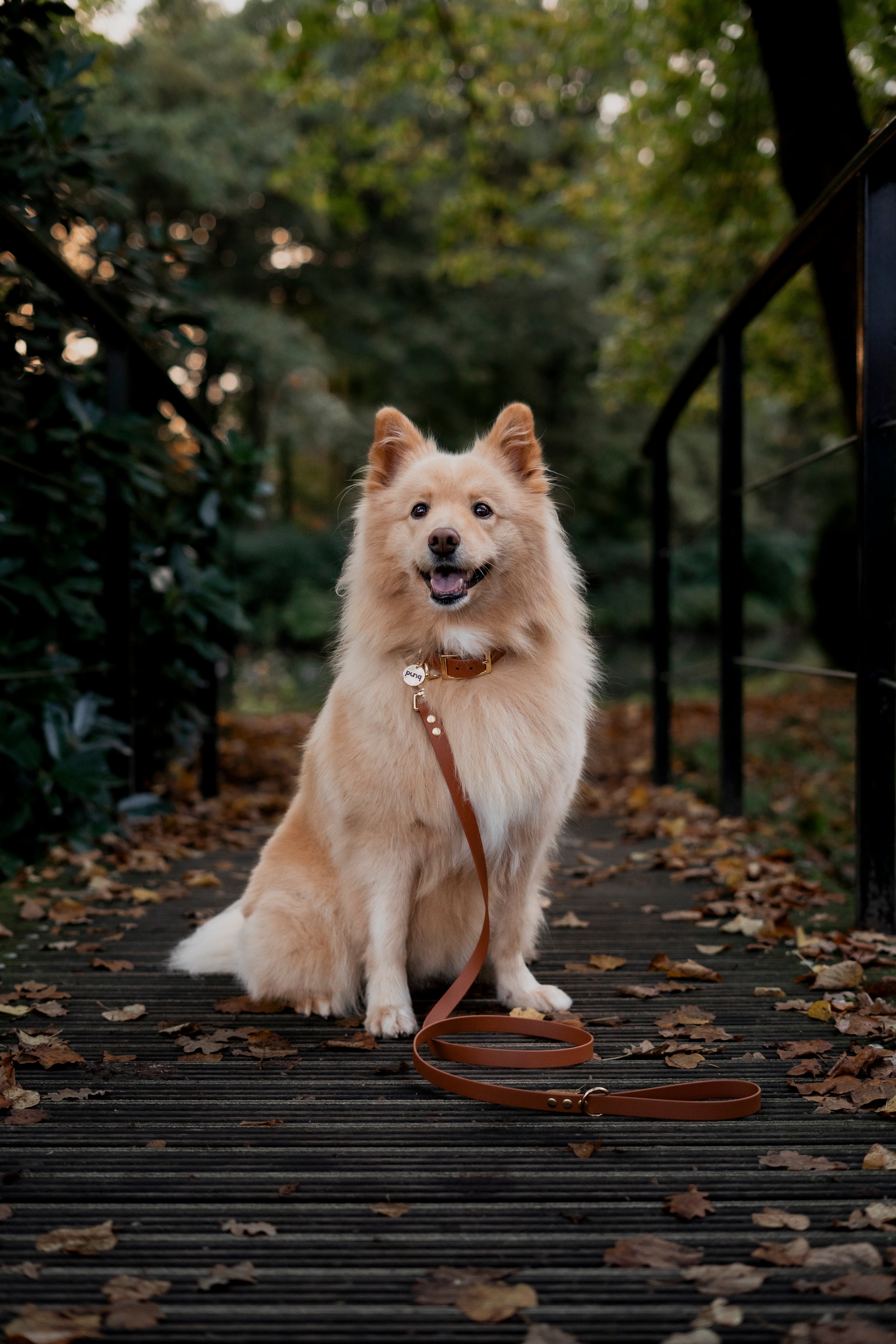 LIGHT BROWN | HONDENHALSBAND | messing gesp