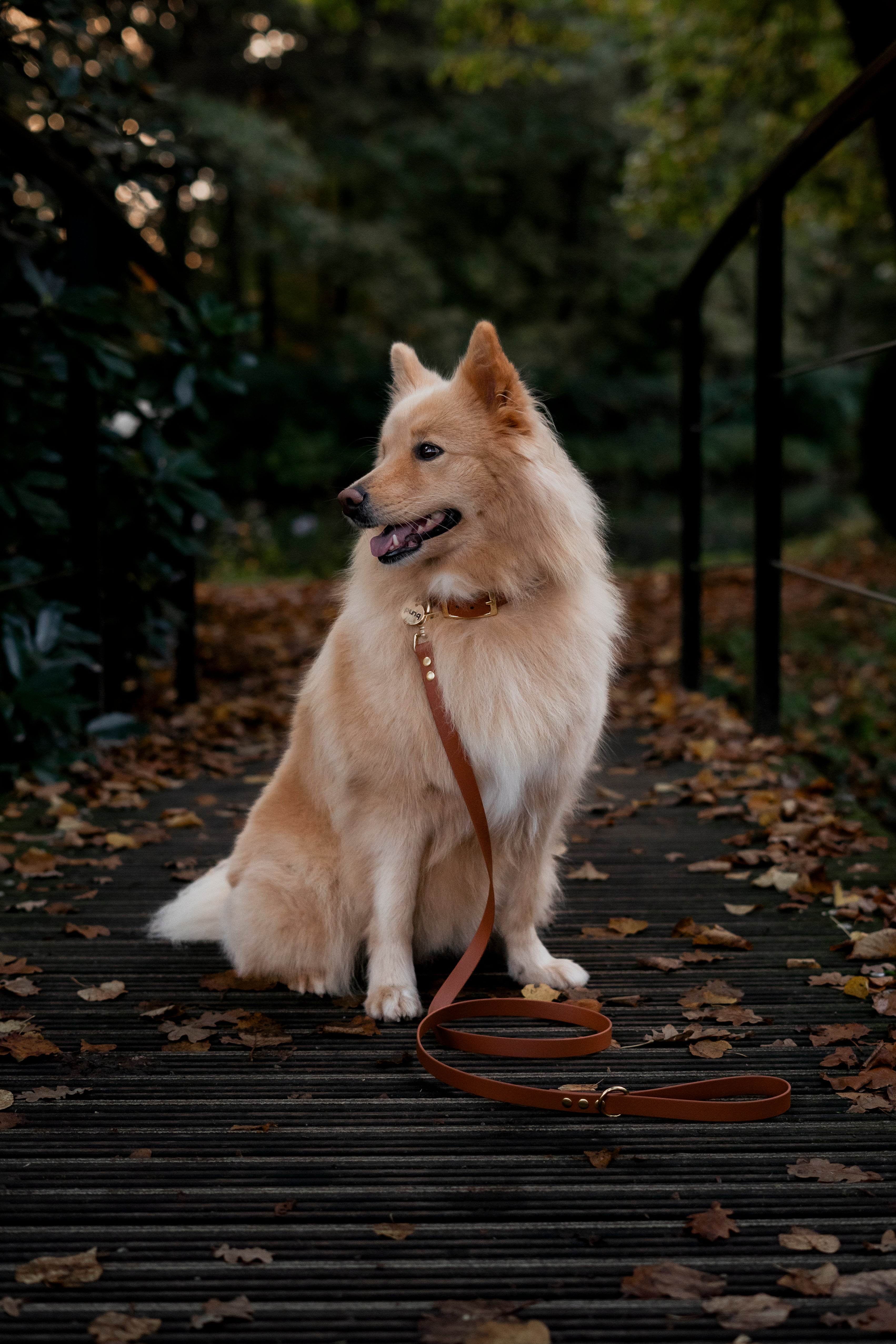 LIGHT BROWN | HONDENHALSBAND | zwarte gesp