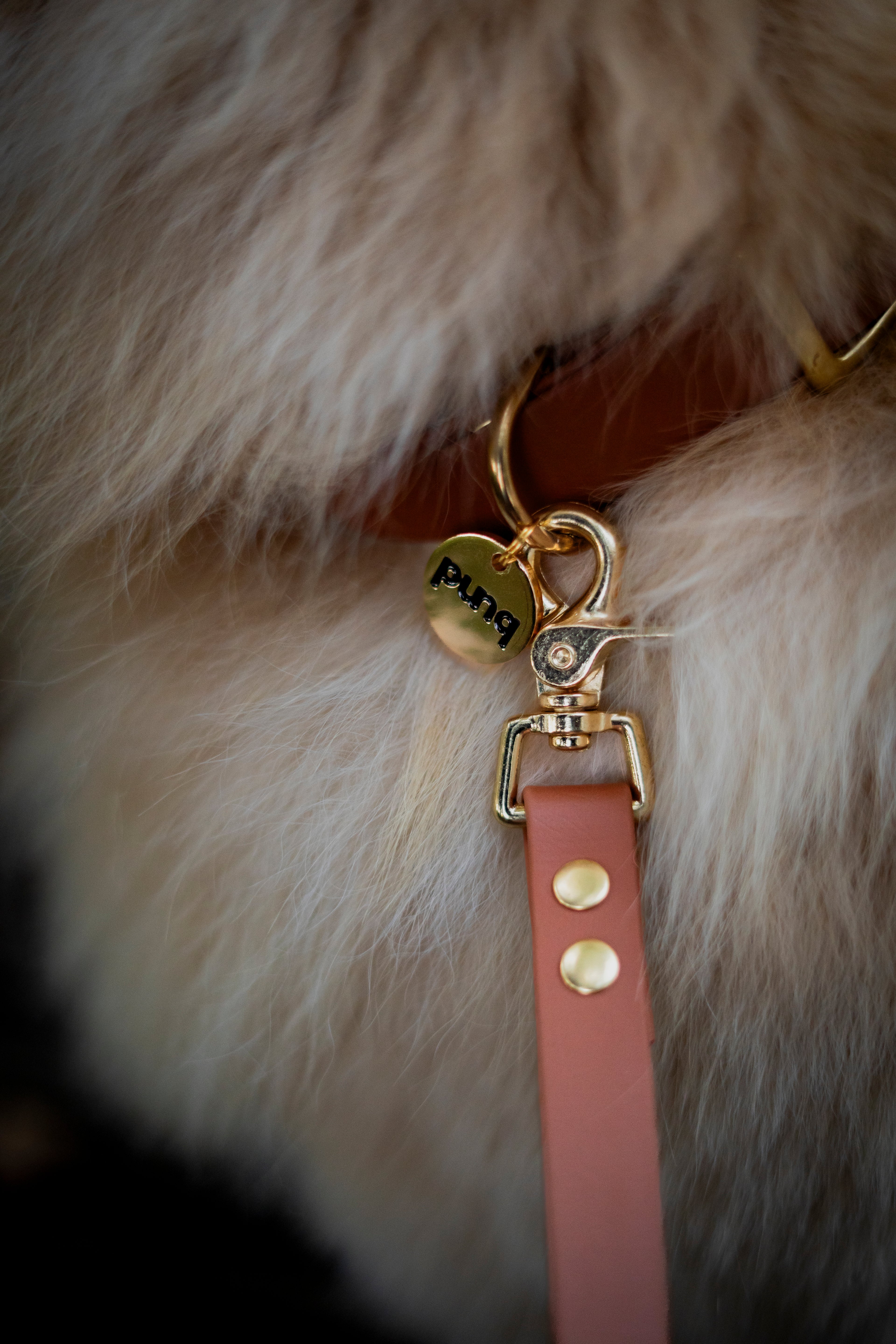 LIGHT BROWN | HONDENHALSBAND | messing gesp