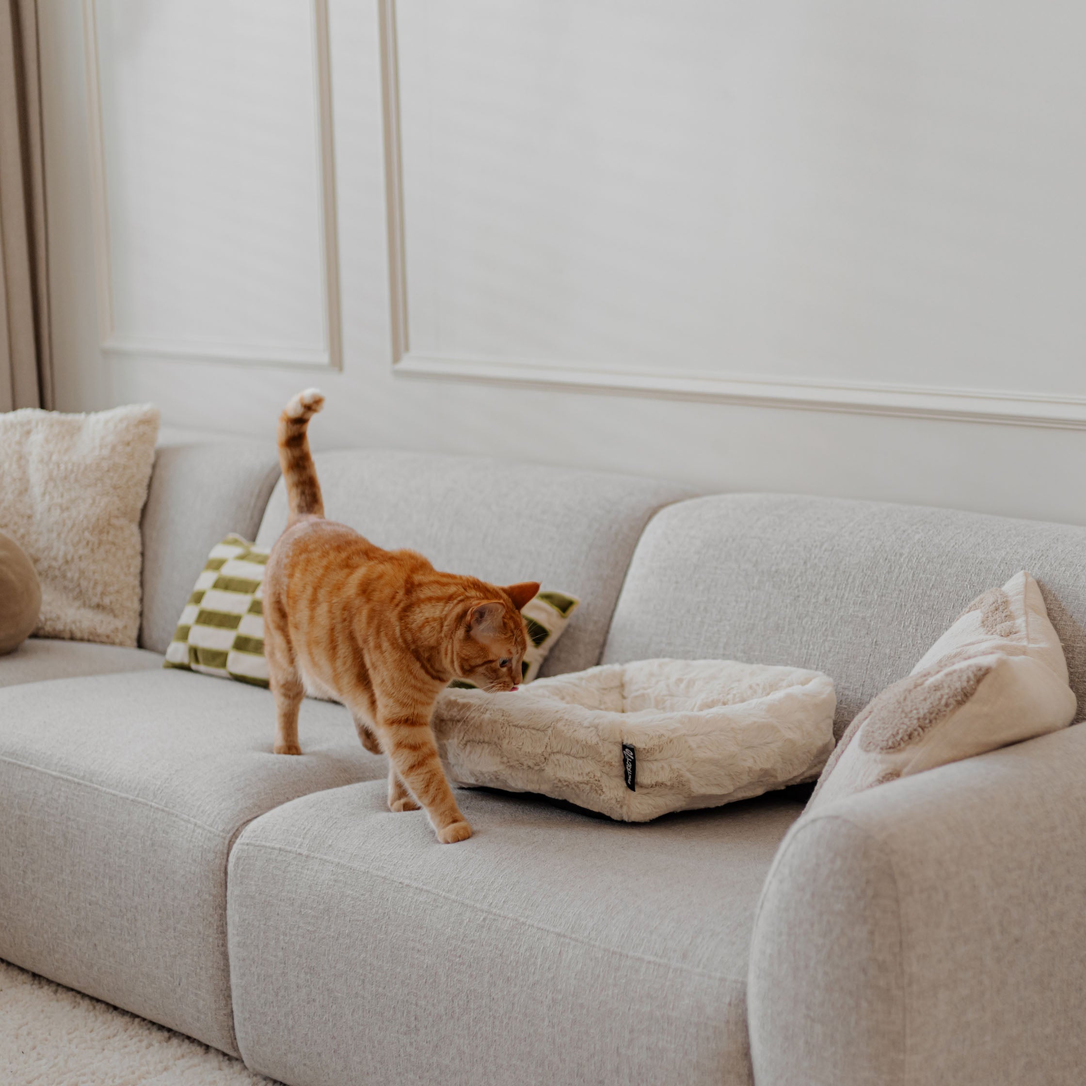 District 70 - MOSA Cat Bed