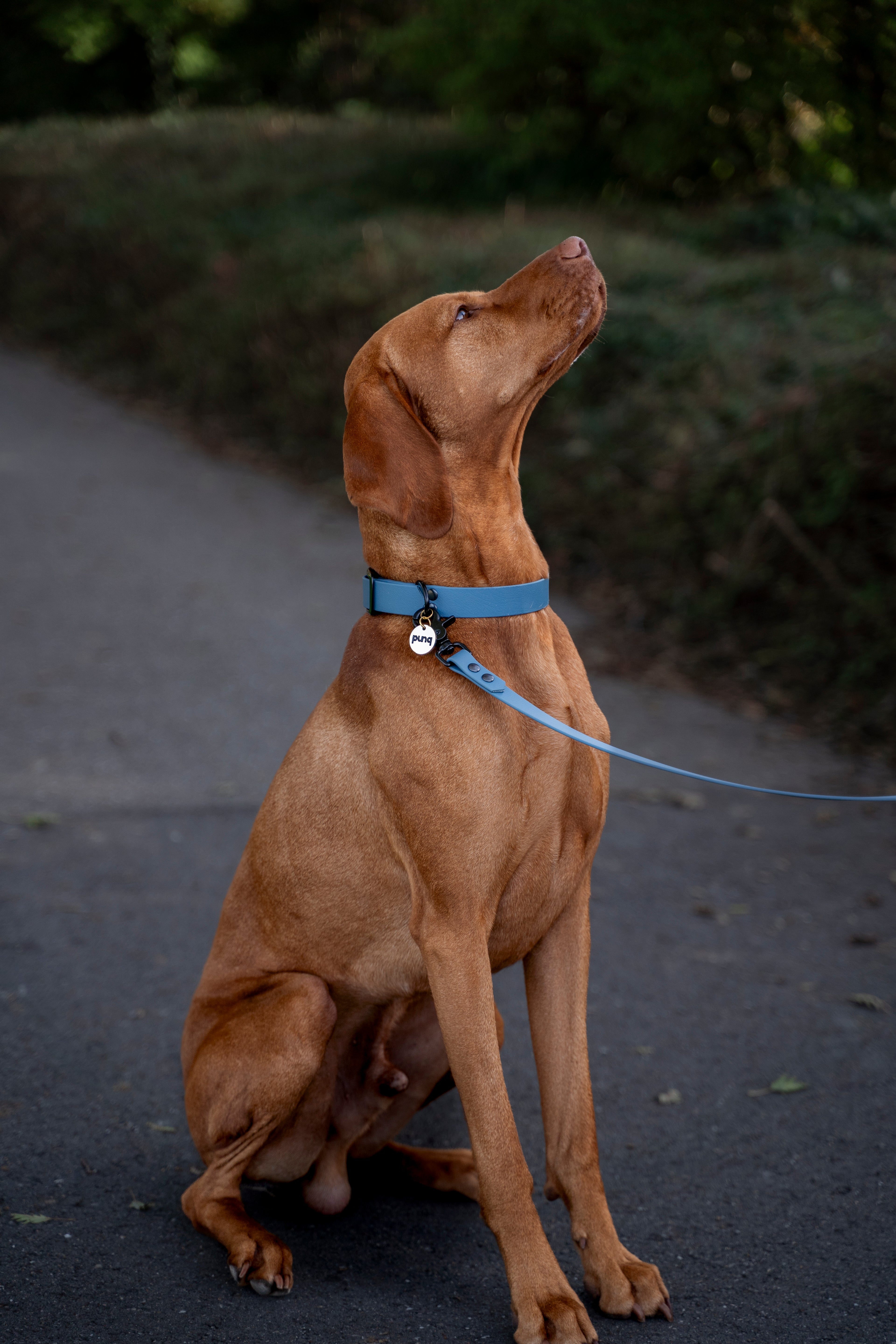 close-up van de zijkant van een Vizsla. De hond draagt een halsband en riem van het merk punq in de kleur Petrol Blauw
