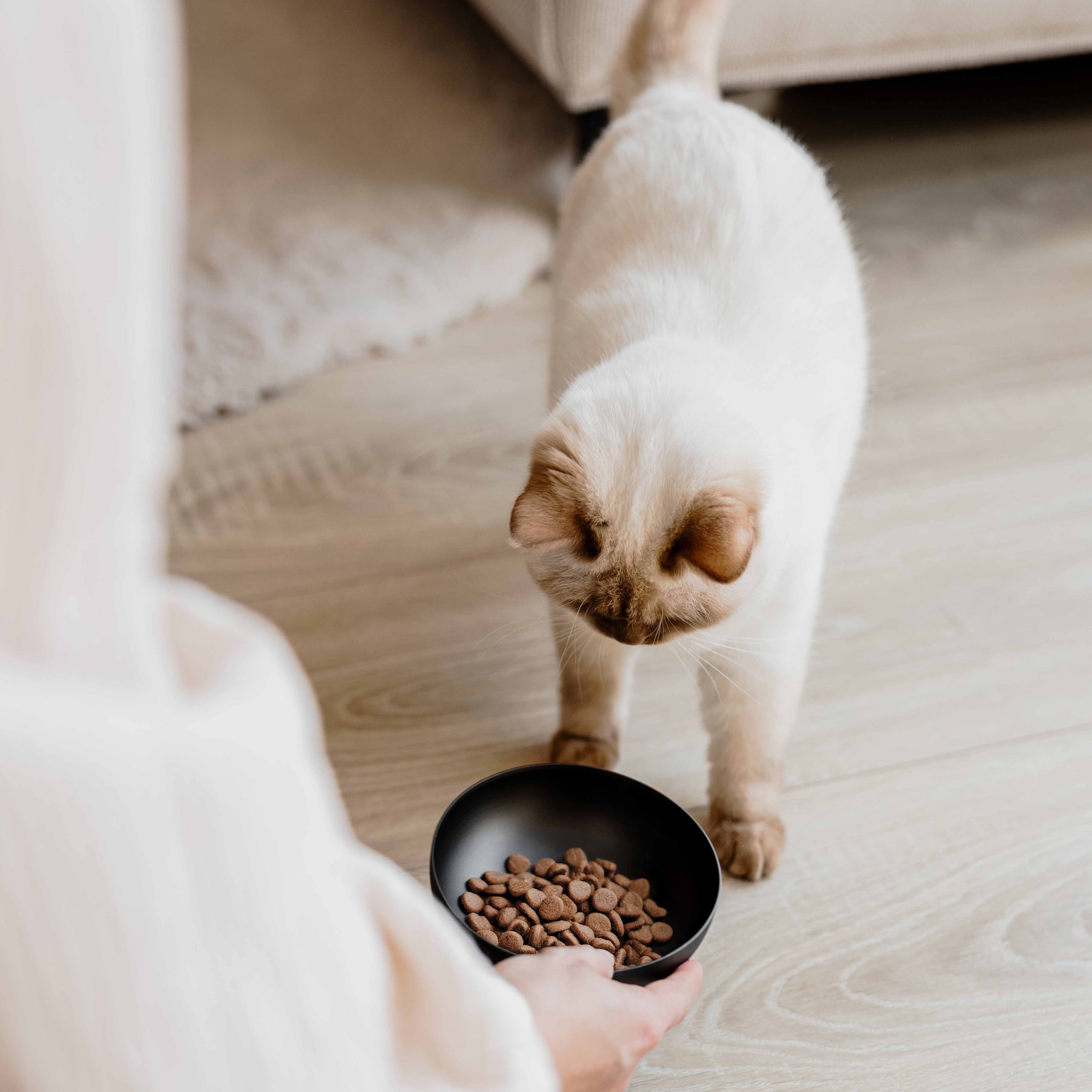 District 70 - ROYAL Stainless Steel Cat Bowl