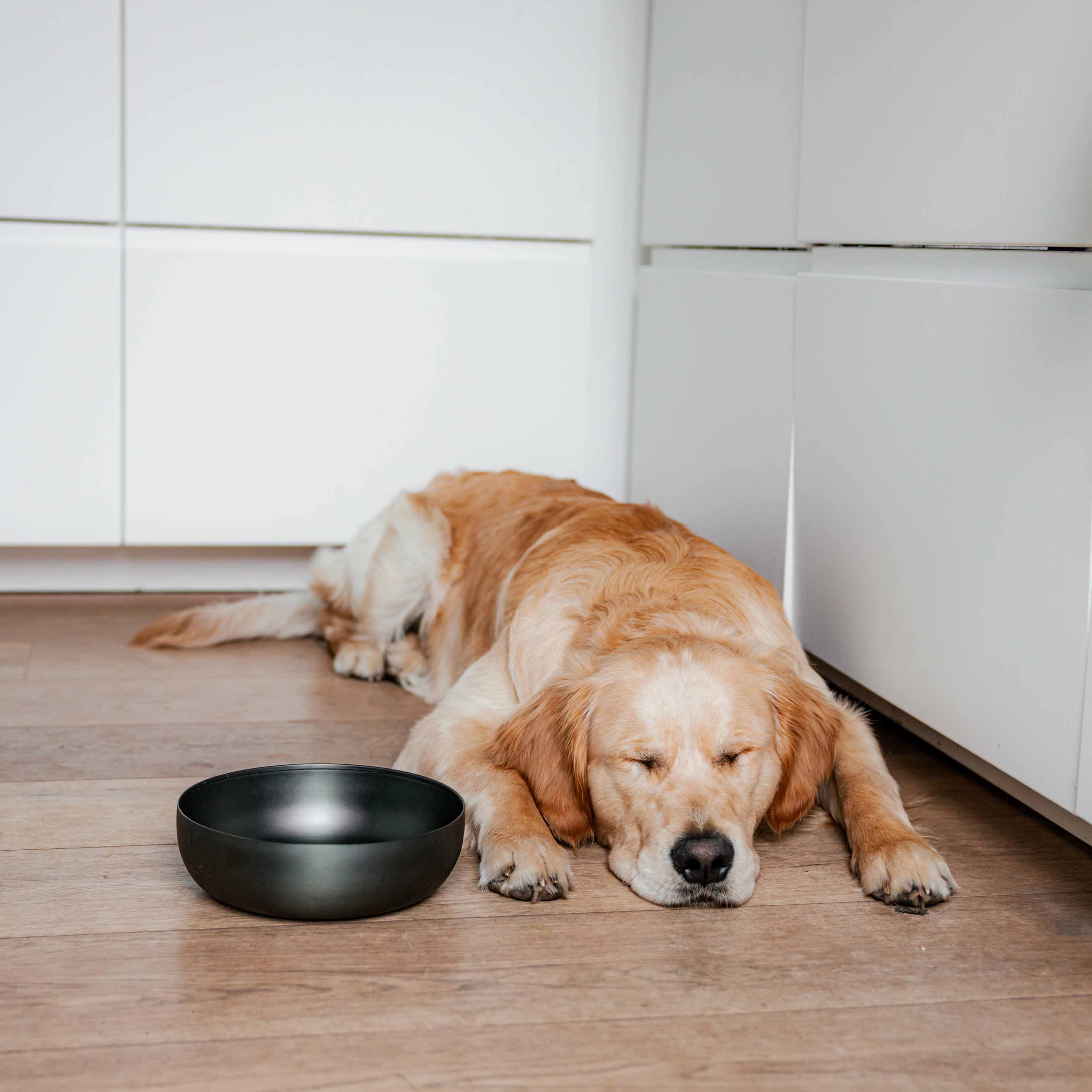 District 70 - ROYAL Stainless Steel Dog Bowl
