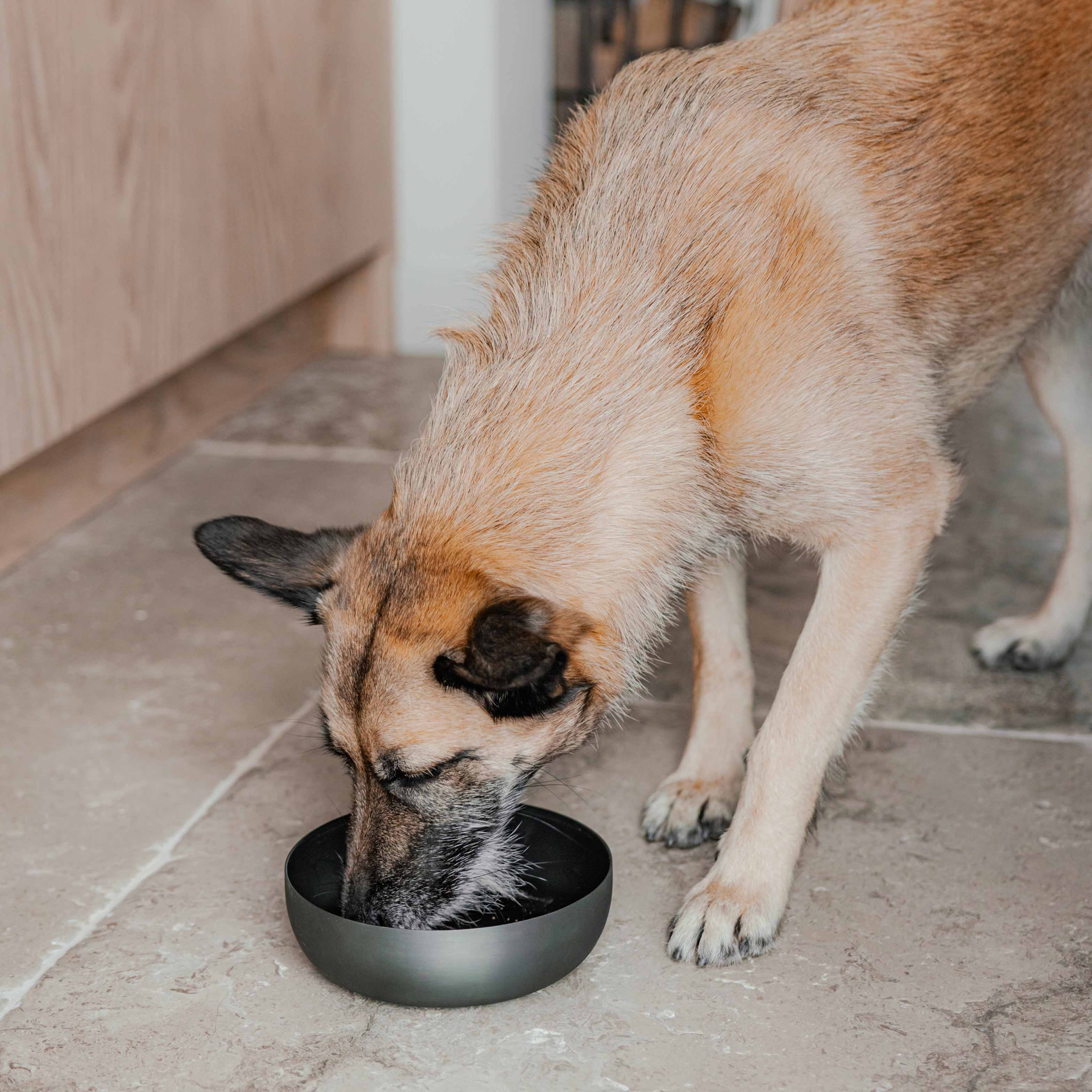 District 70 - ROYAL Stainless Steel Dog Bowl