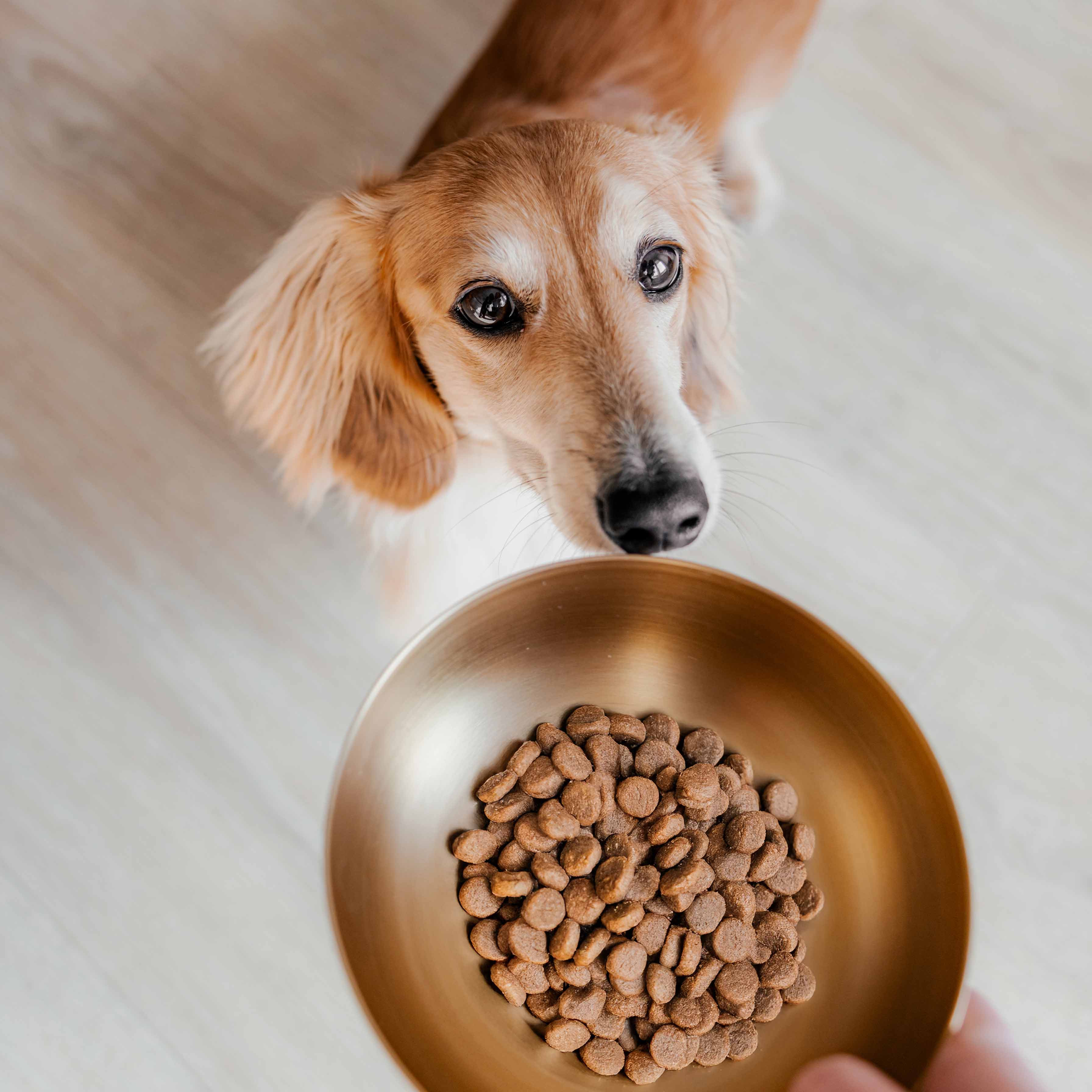 District 70 - ROYAL Stainless Steel Dog Bowl