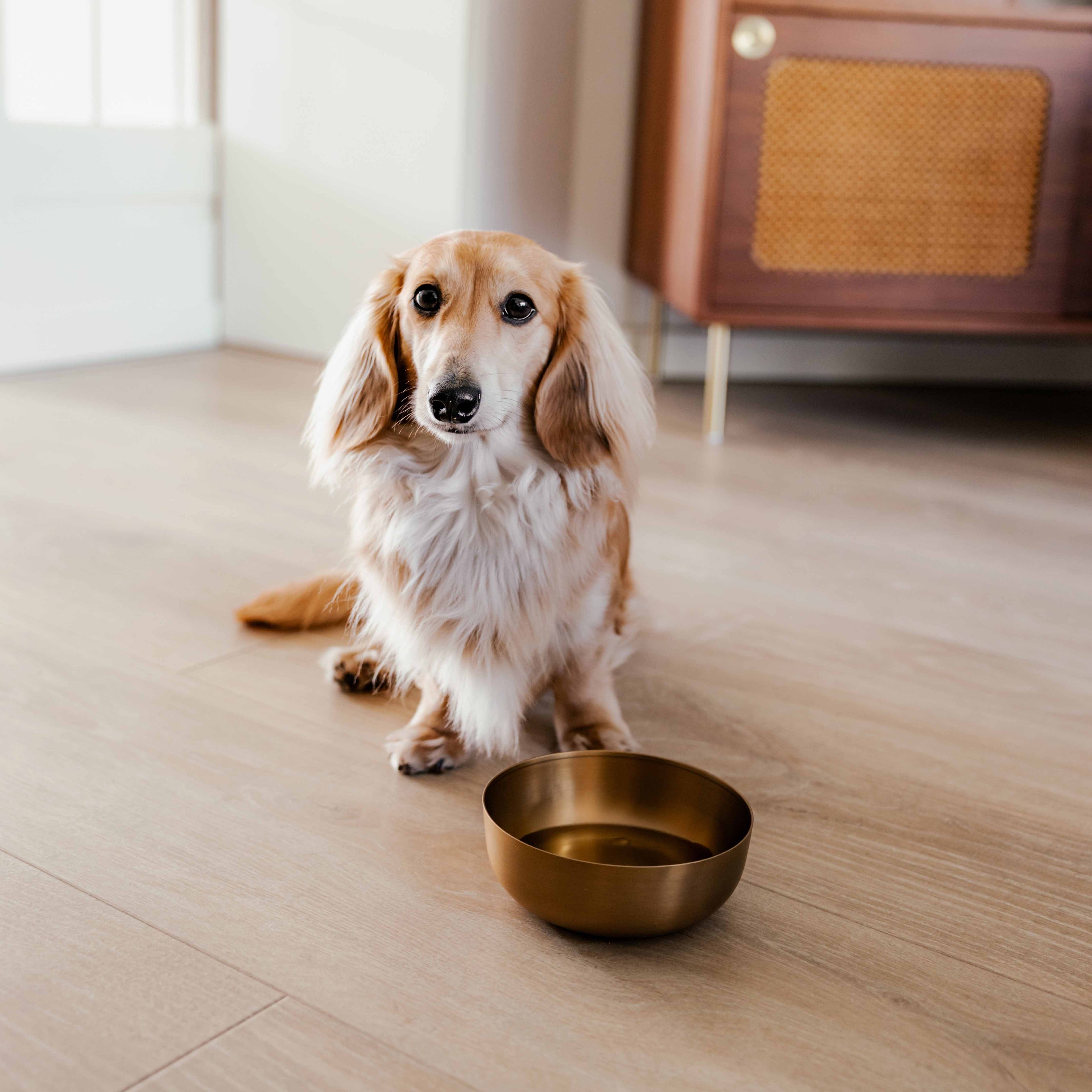 District 70 - ROYAL Stainless Steel Dog Bowl