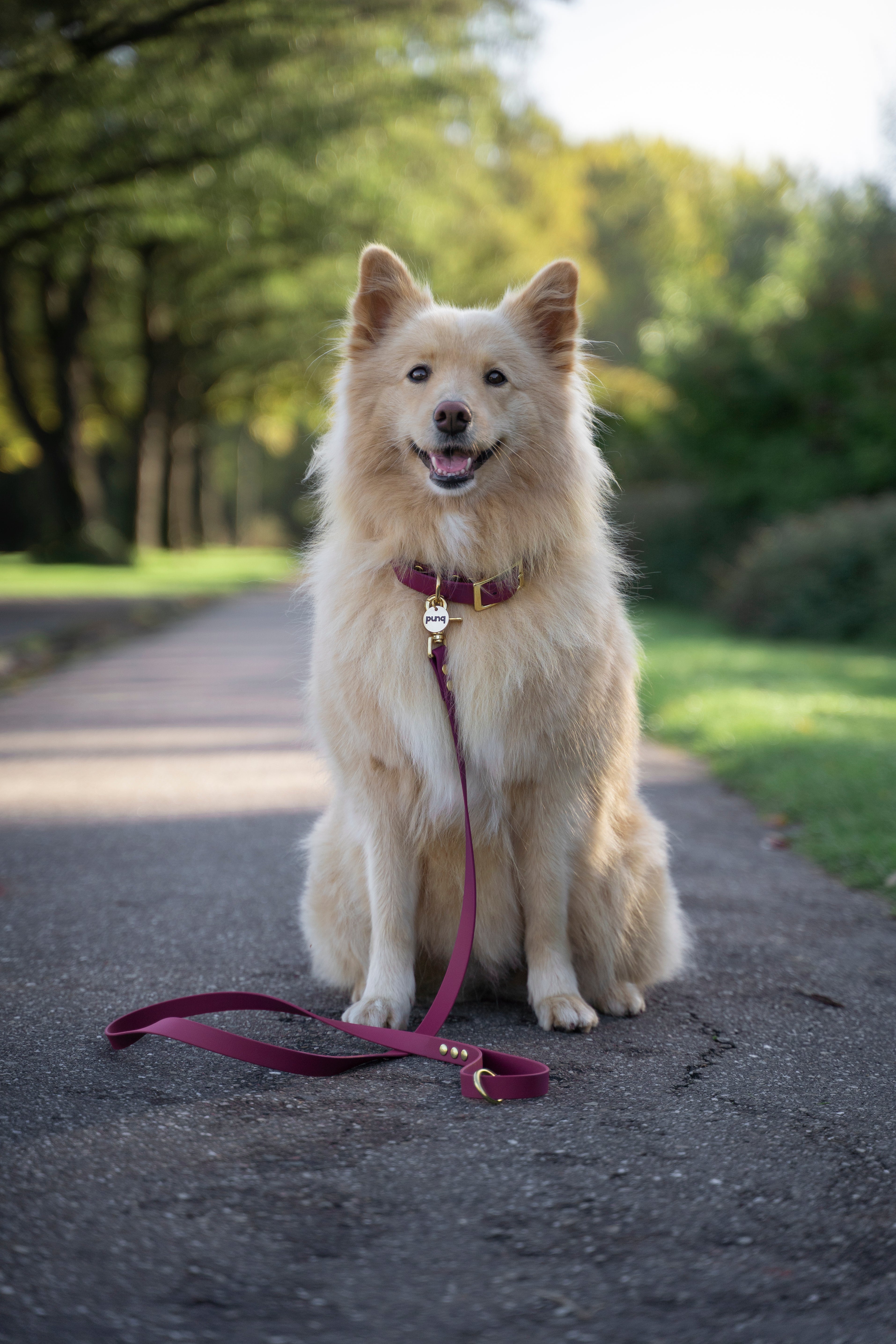 Close-up van blonde eurasier, welke een wijnrode halsband en riem van het merk punq draagt