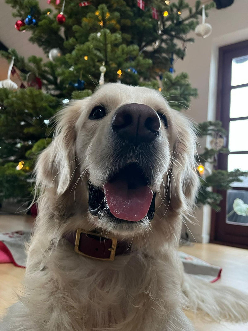 Abby