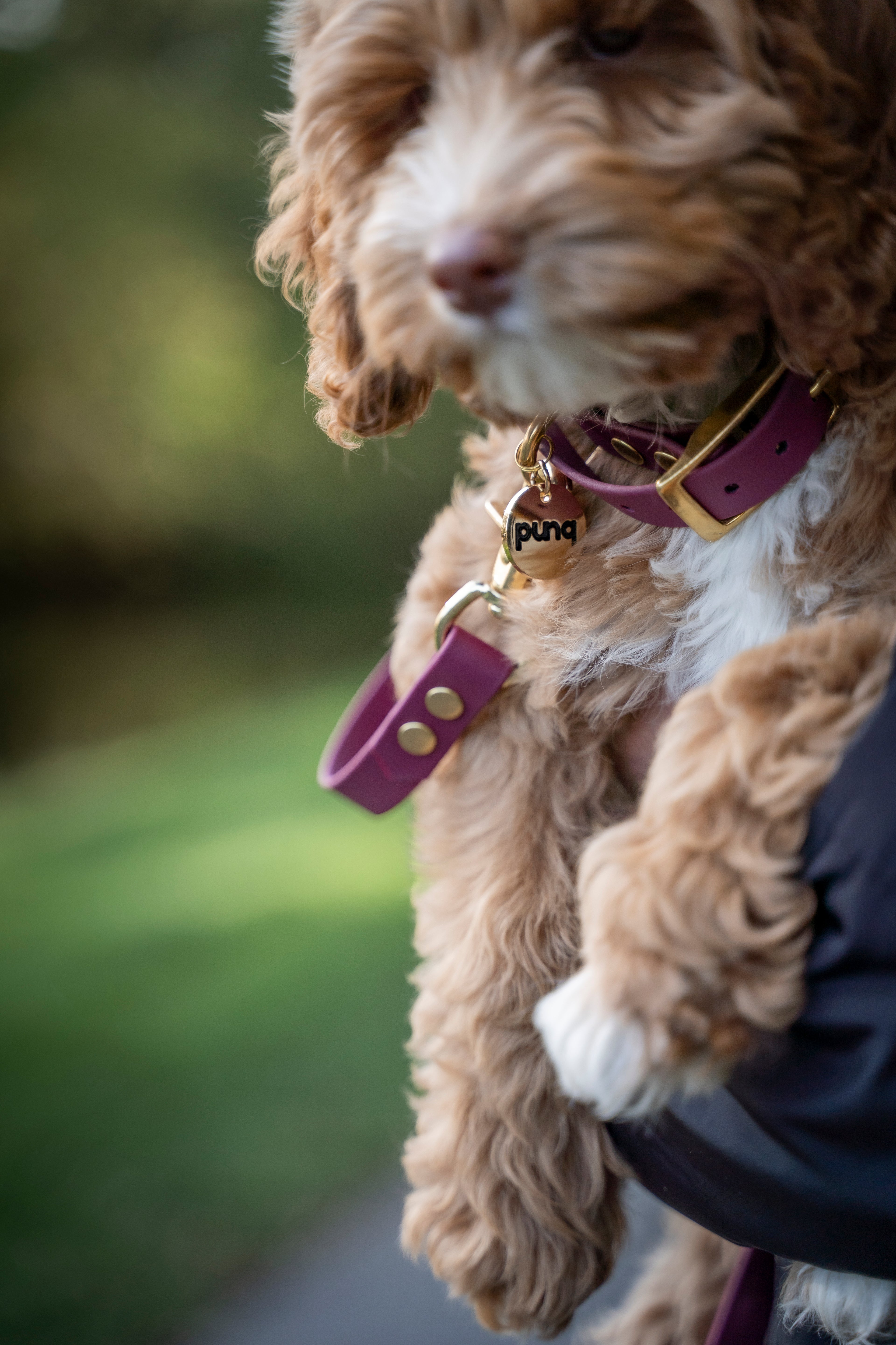 close-up van een labradoodle pup op de arm. pup draagt een wijnrode halsband en riem van het merk punq